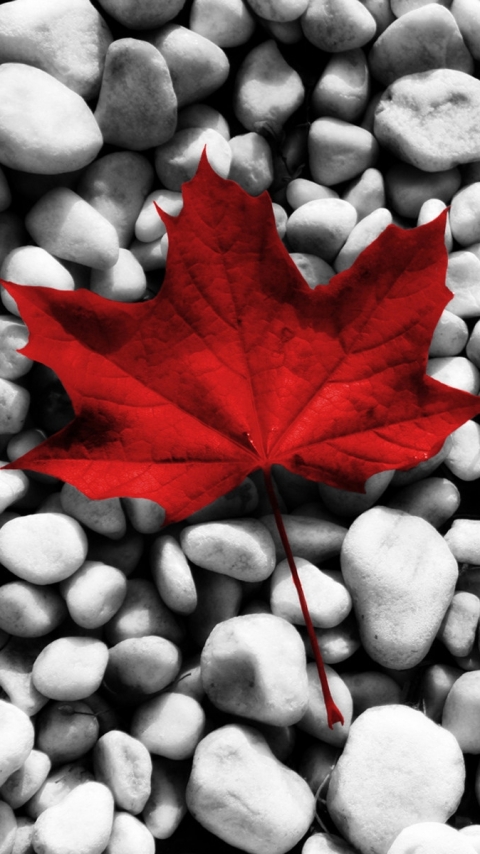 Download mobile wallpaper Flags, Flag, Maple Leaf, Misc, Flag Of Canada for free.