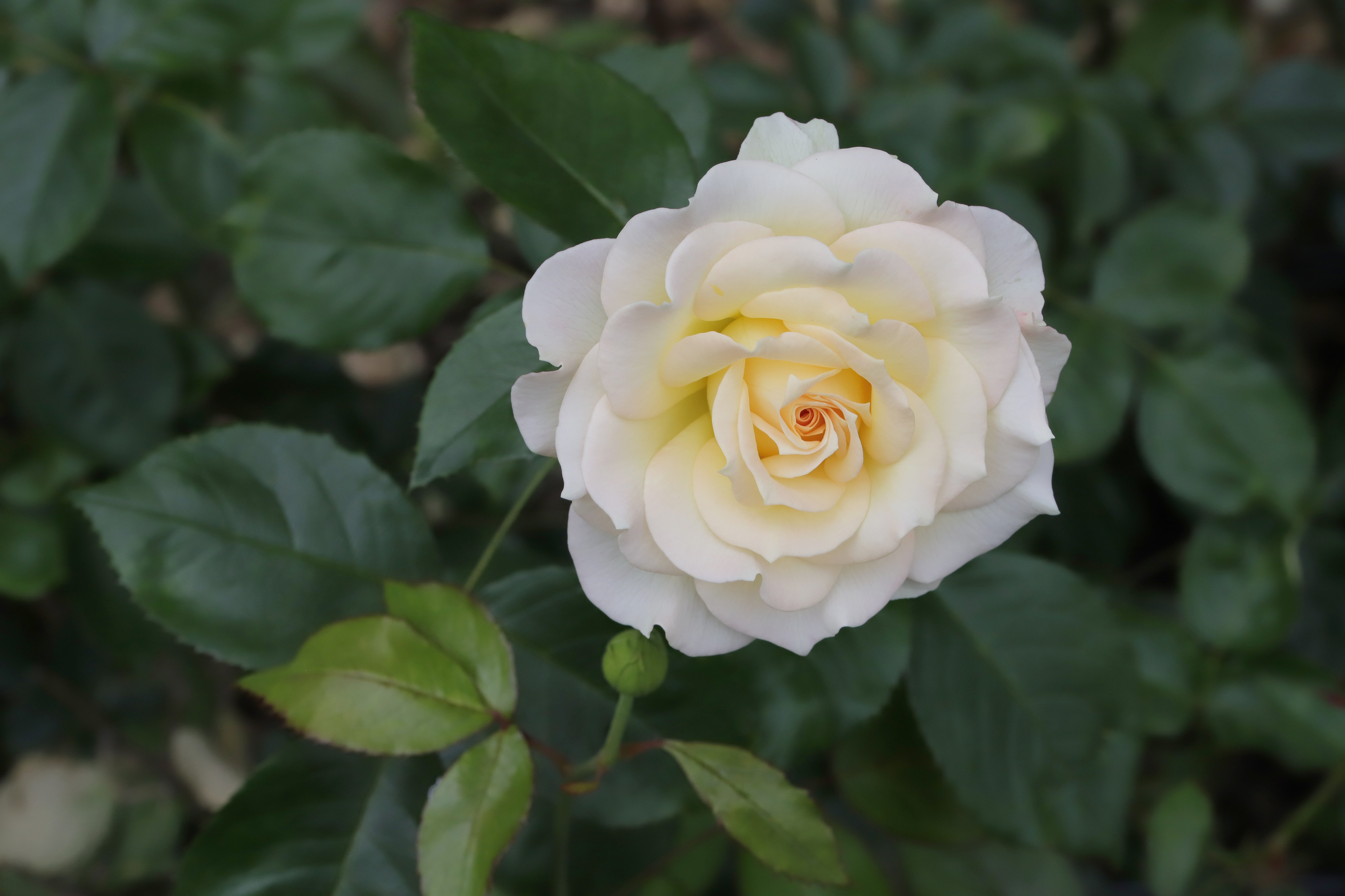 Скачать обои бесплатно Роза, Белая Роза, Белый Цветок, Земля/природа картинка на рабочий стол ПК