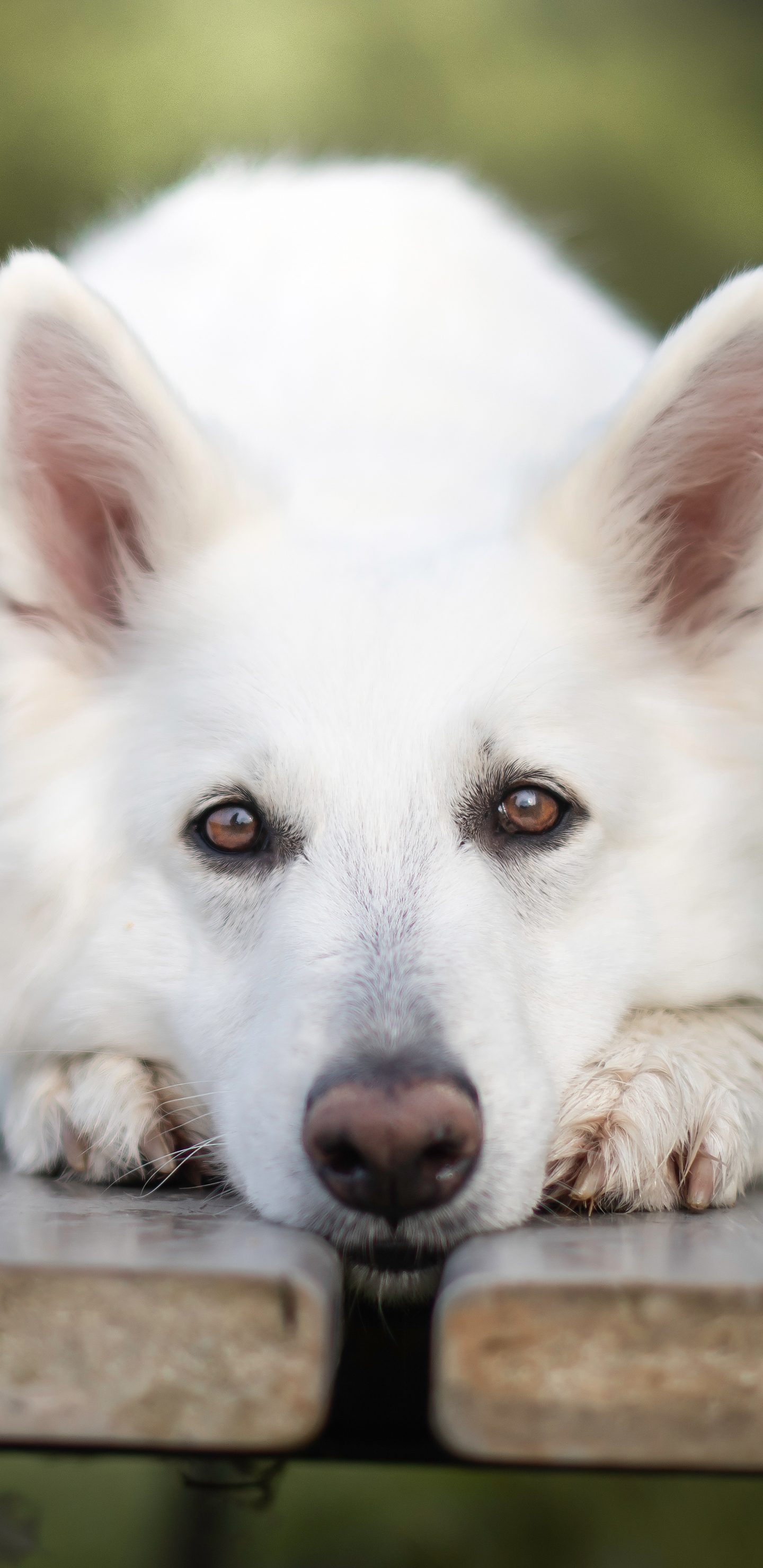 PCデスクトップに動物, 犬, ベルジェ ブラン スイス画像を無料でダウンロード