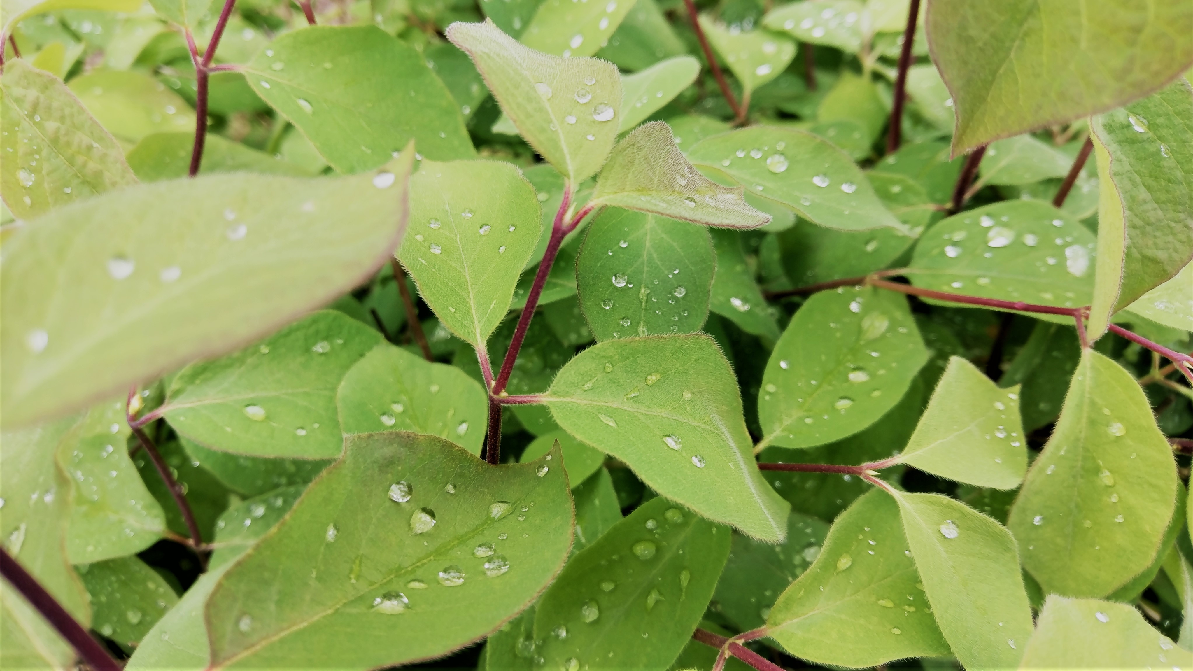 plant, leaves, drops, macro, wet Image for desktop