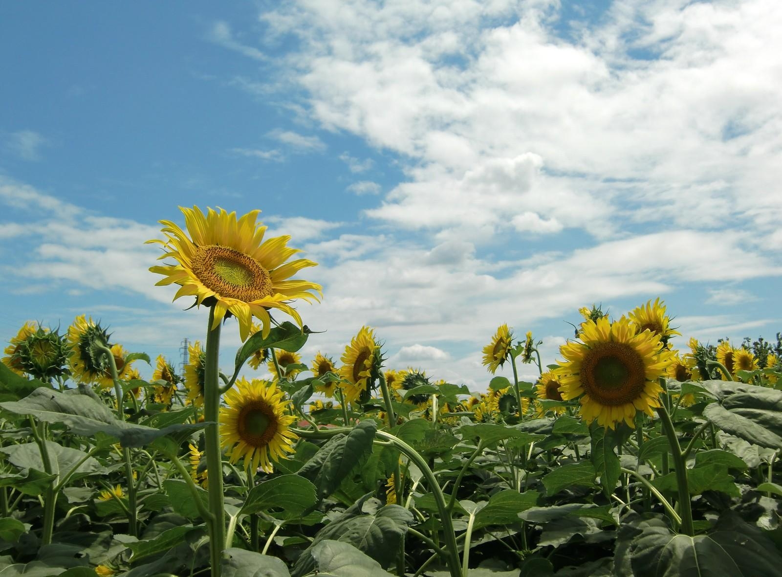 sunny, flowers, sunflowers, sky, summer, field