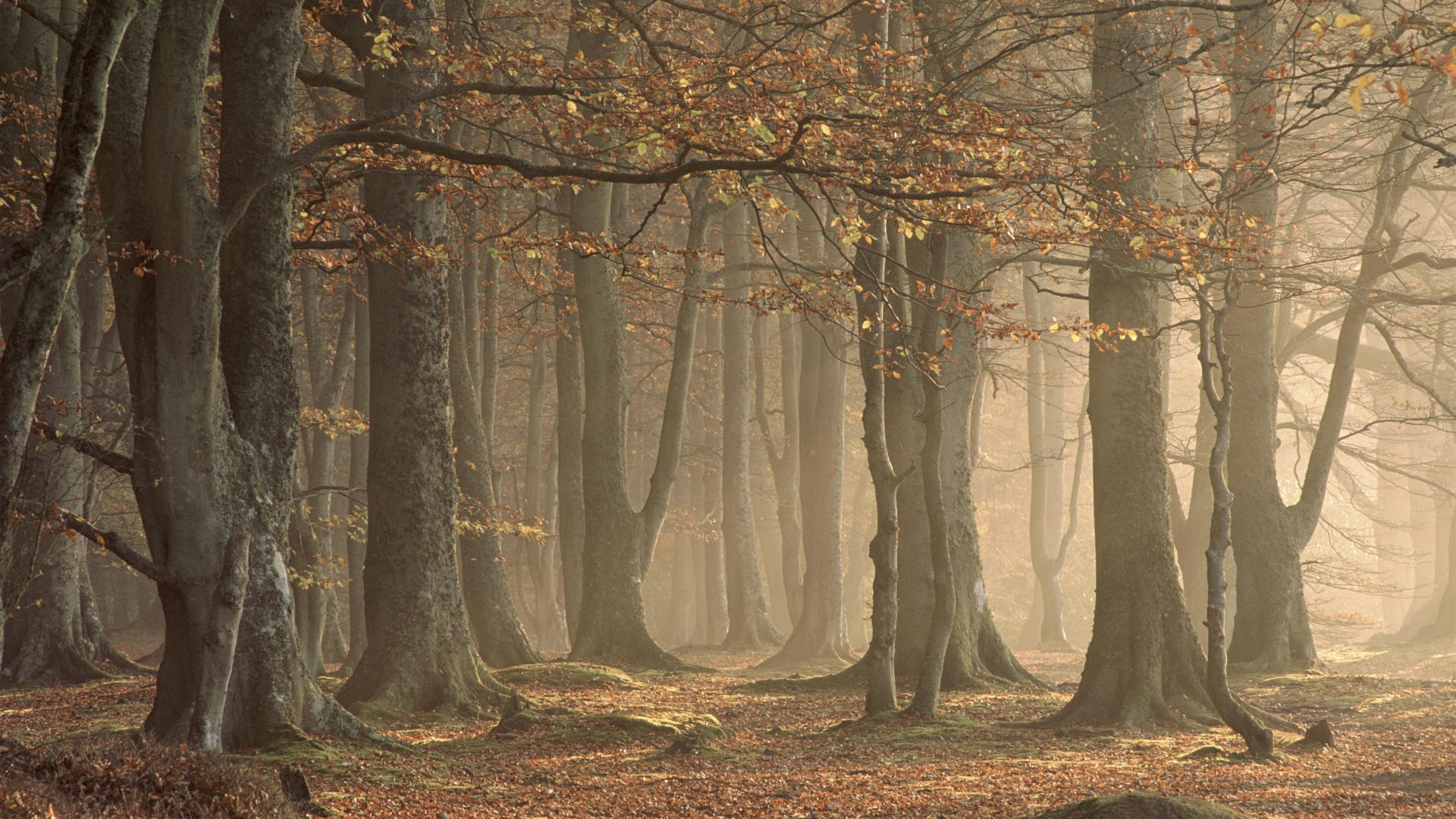 Téléchargez des papiers peints mobile Forêt, Terre/nature gratuitement.