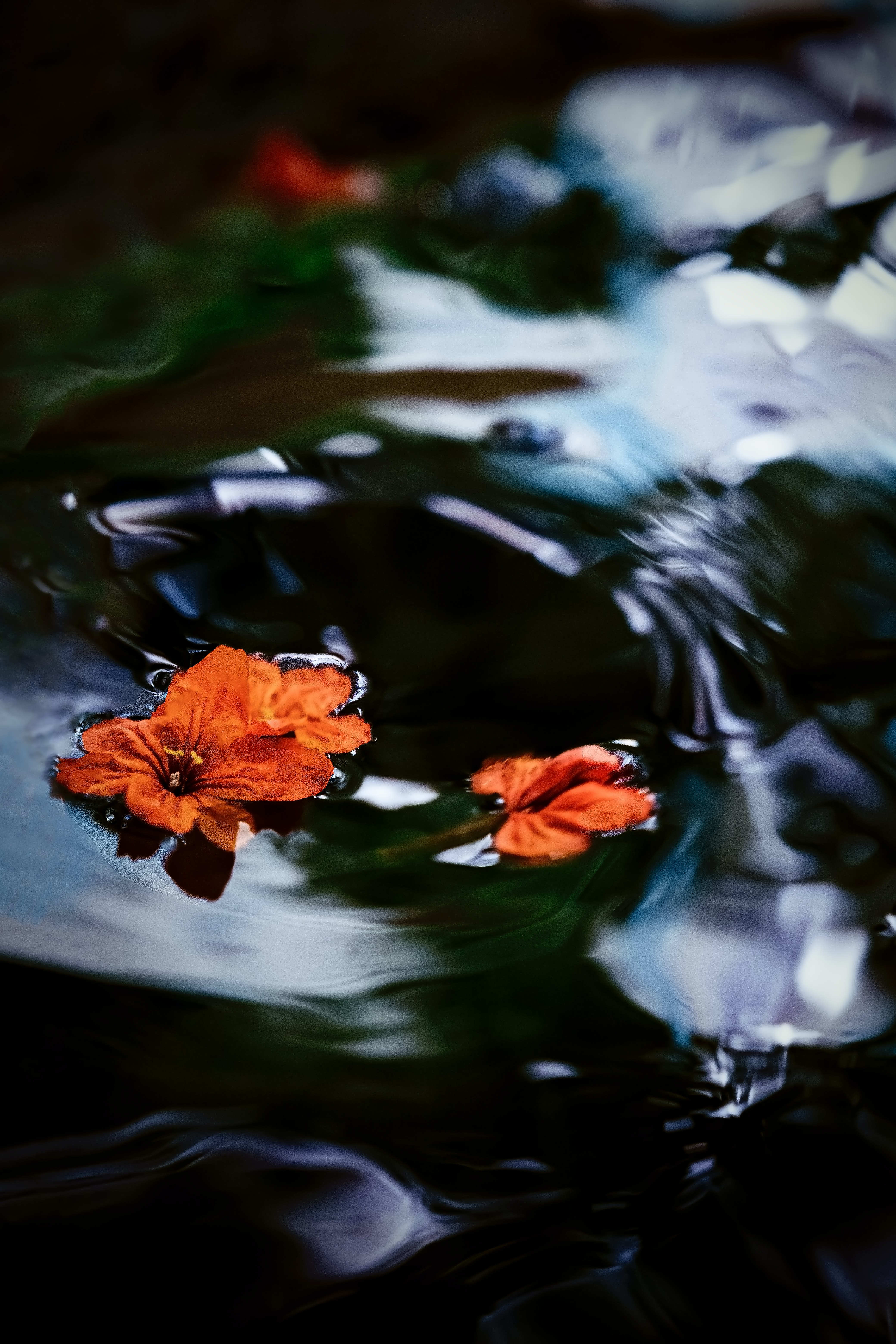 Laden Sie das Wasser, Makro, Blütenblätter, Waves, Blumen-Bild kostenlos auf Ihren PC-Desktop herunter