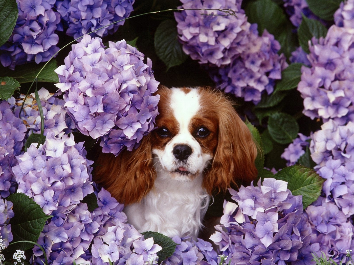 40463 baixar imagens animais, cães - papéis de parede e protetores de tela gratuitamente