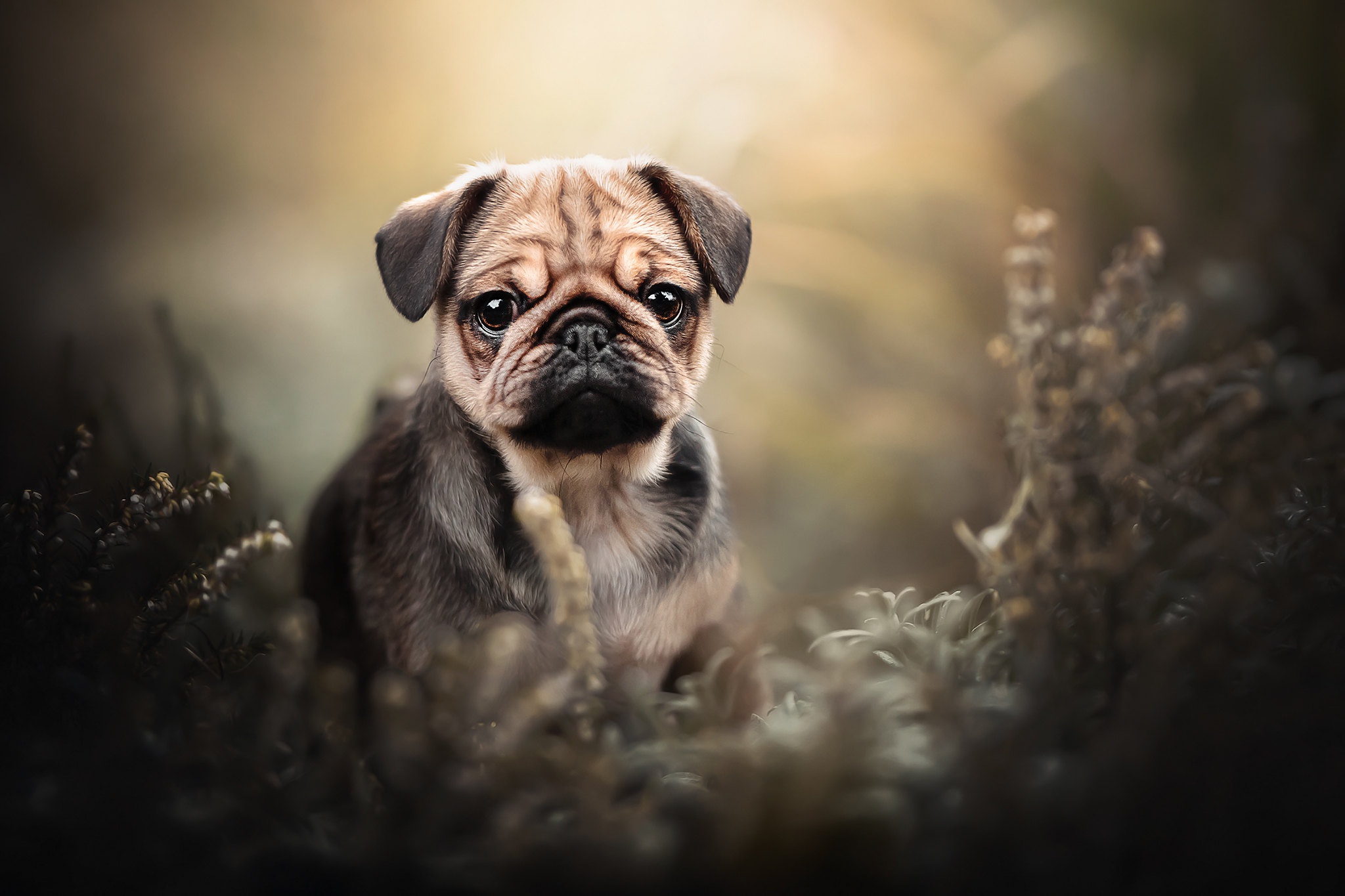 Laden Sie das Tiere, Hunde, Hund, Mops-Bild kostenlos auf Ihren PC-Desktop herunter