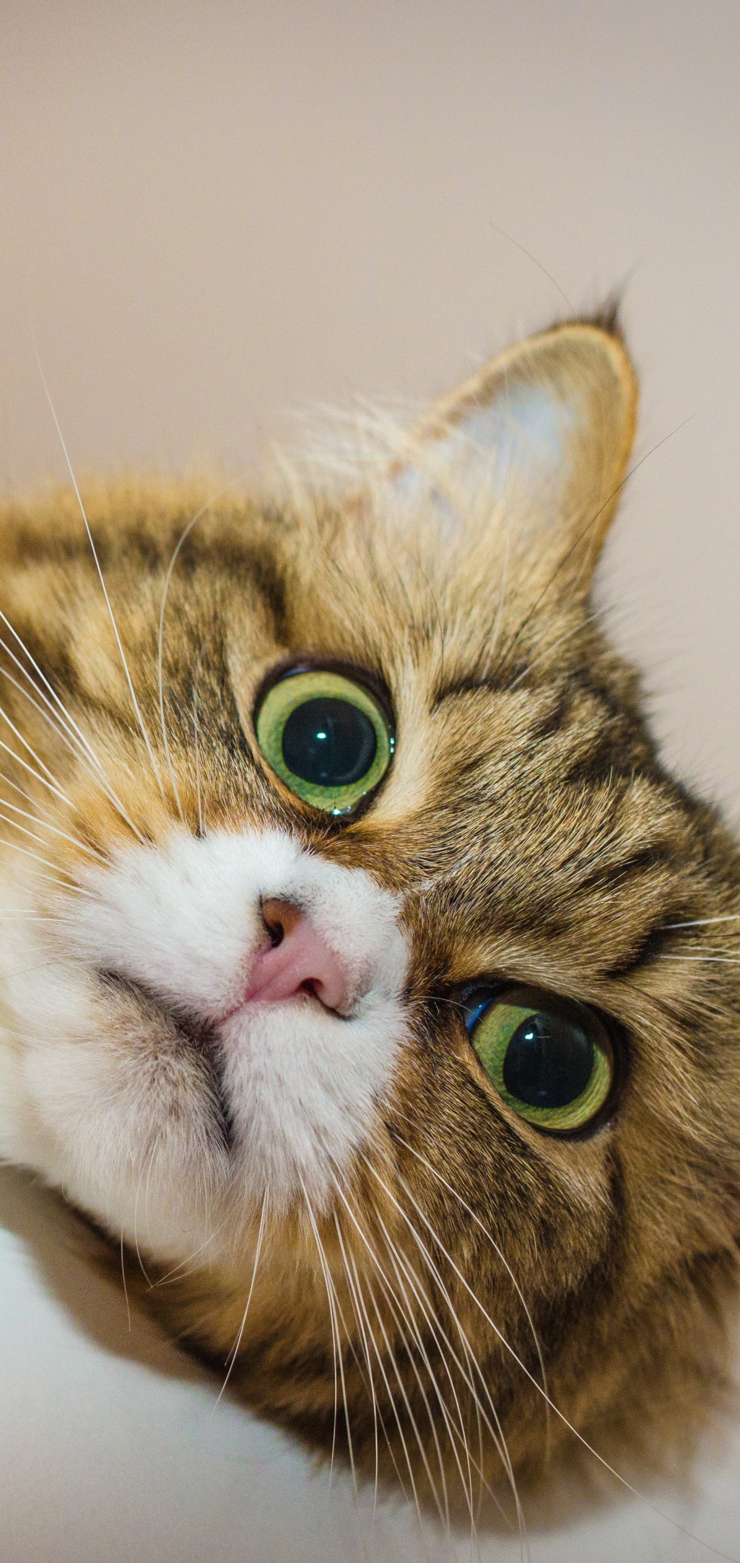 Завантажити шпалери безкоштовно Кішка, Коти, Тварина картинка на робочий стіл ПК