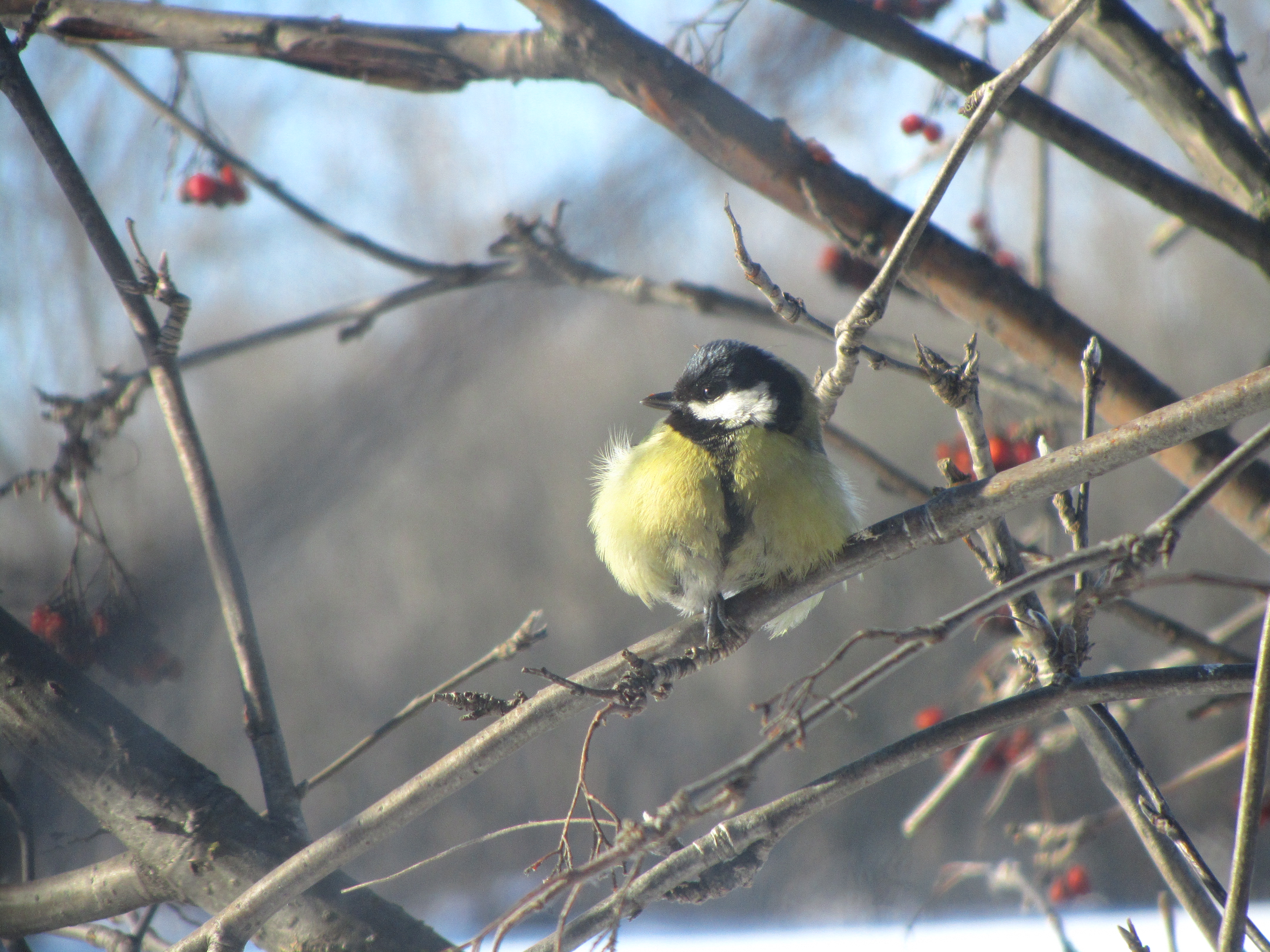 Free download wallpaper Birds, Bird, Animal on your PC desktop