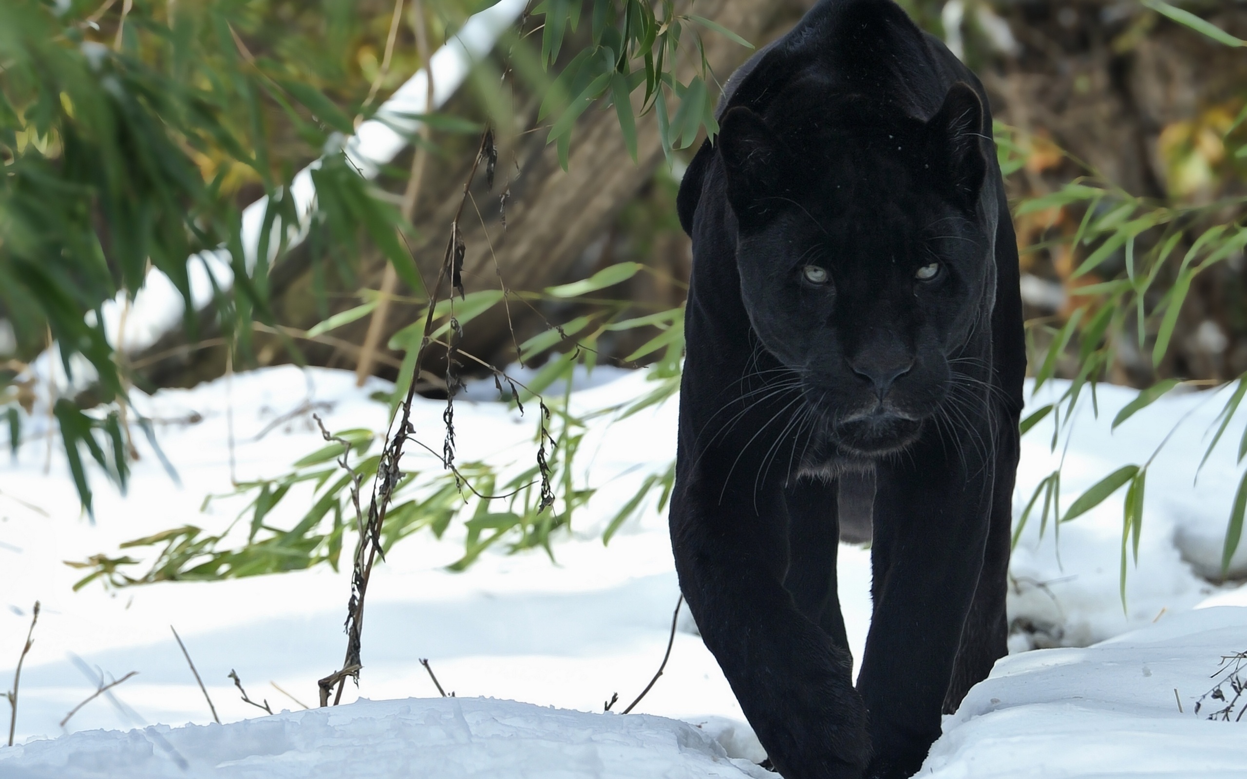 black panther, animal, cats