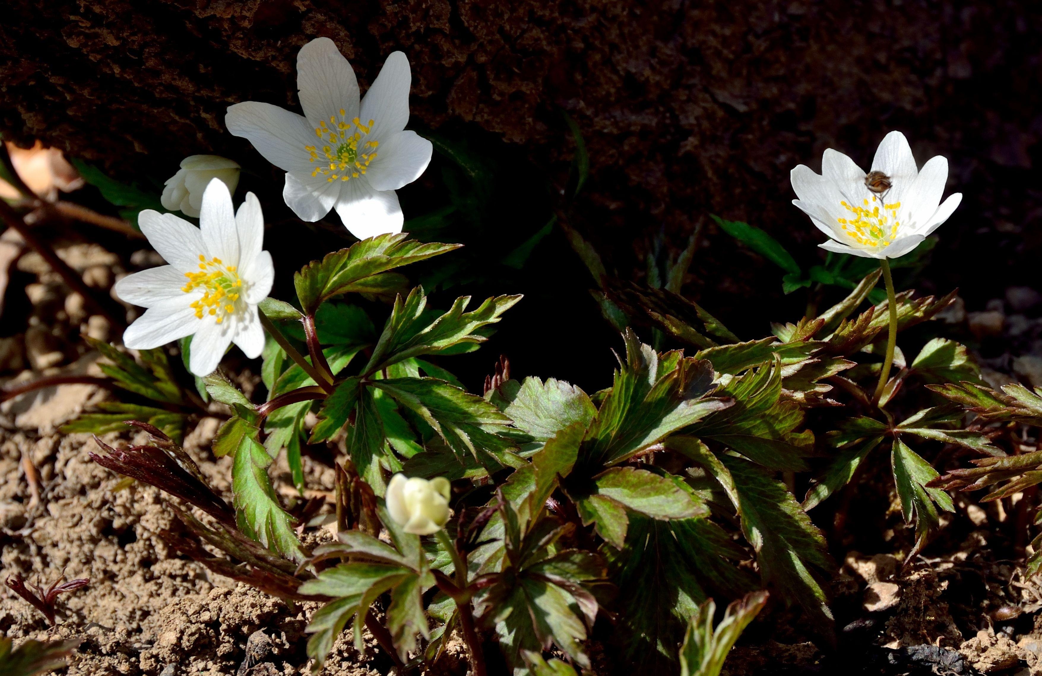 flowers, small, priming, ground, anemone
