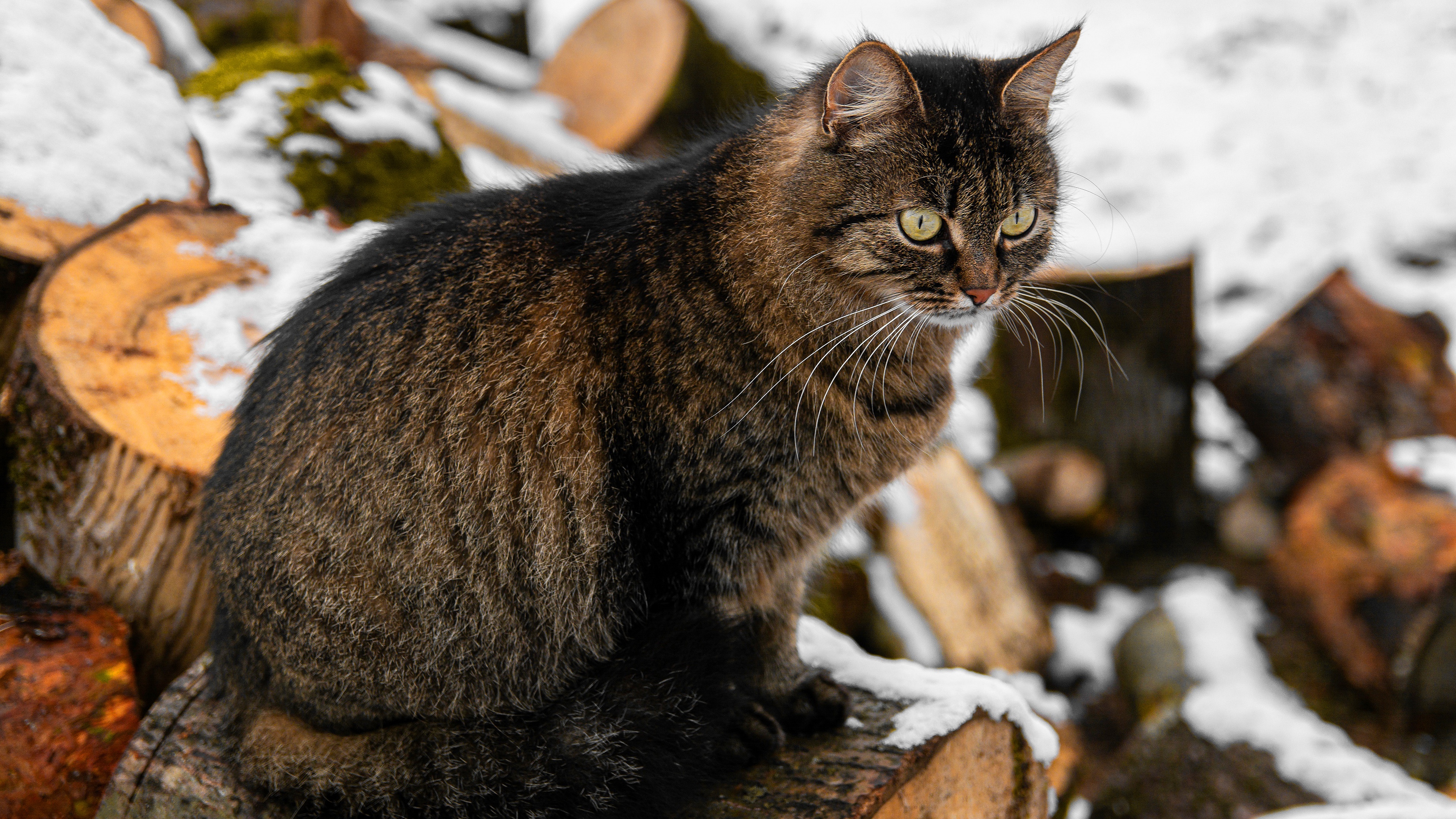 PCデスクトップに動物, ネコ, 猫画像を無料でダウンロード