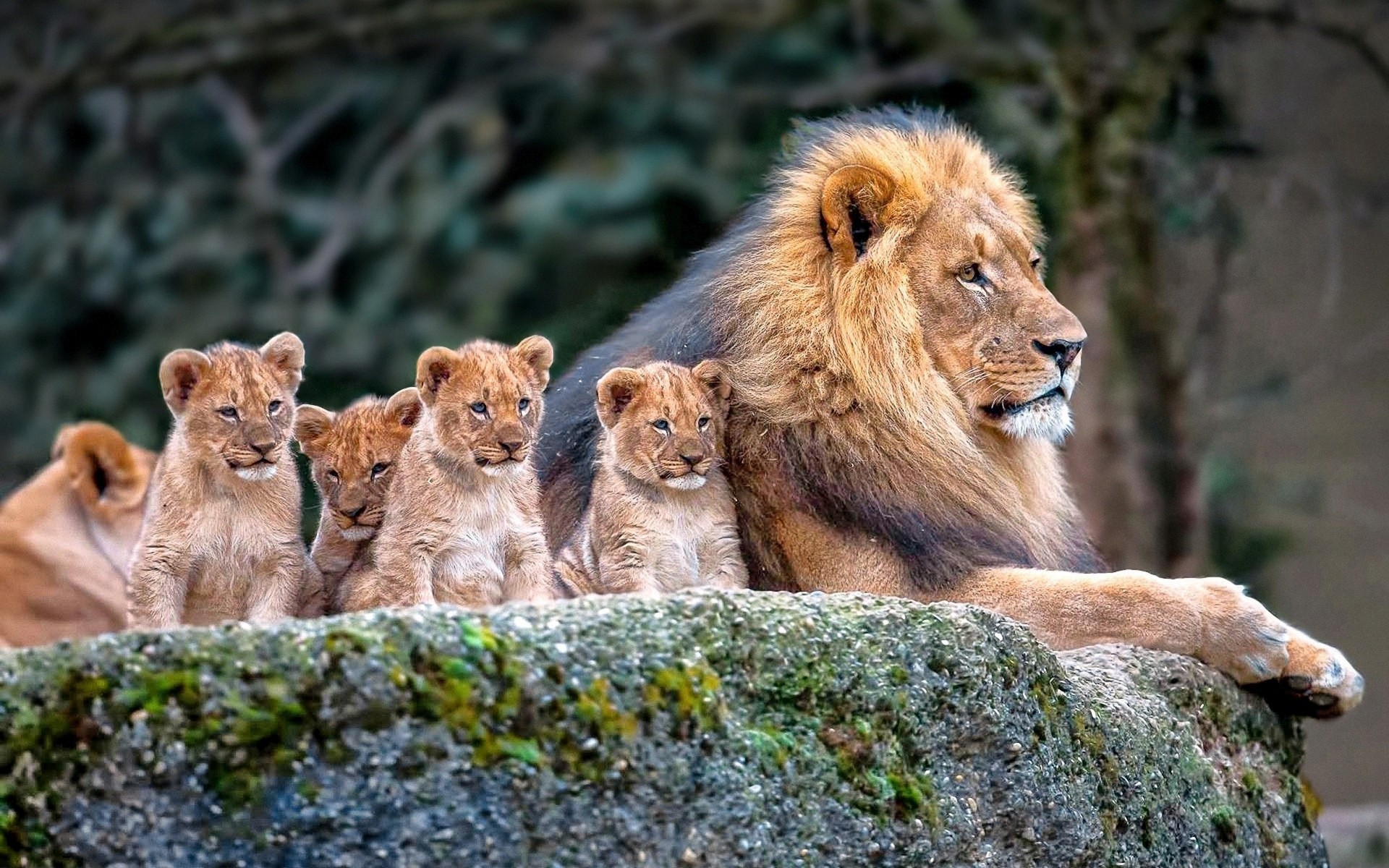 Download mobile wallpaper Lion, Animal, Baby Animal, Cub for free.