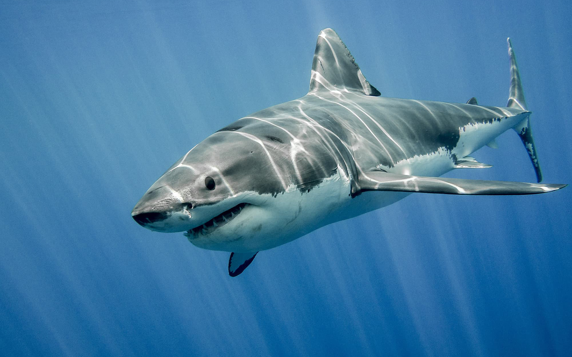 Download mobile wallpaper Sharks, Animal, Underwater, Shark for free.