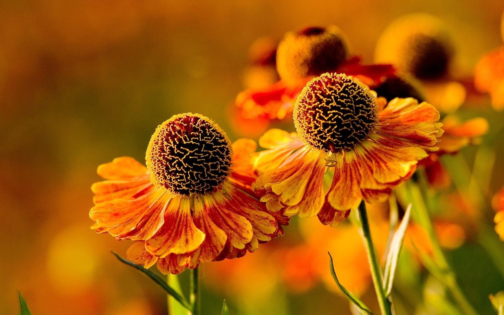 Download mobile wallpaper Flowers, Nature, Flower, Earth for free.