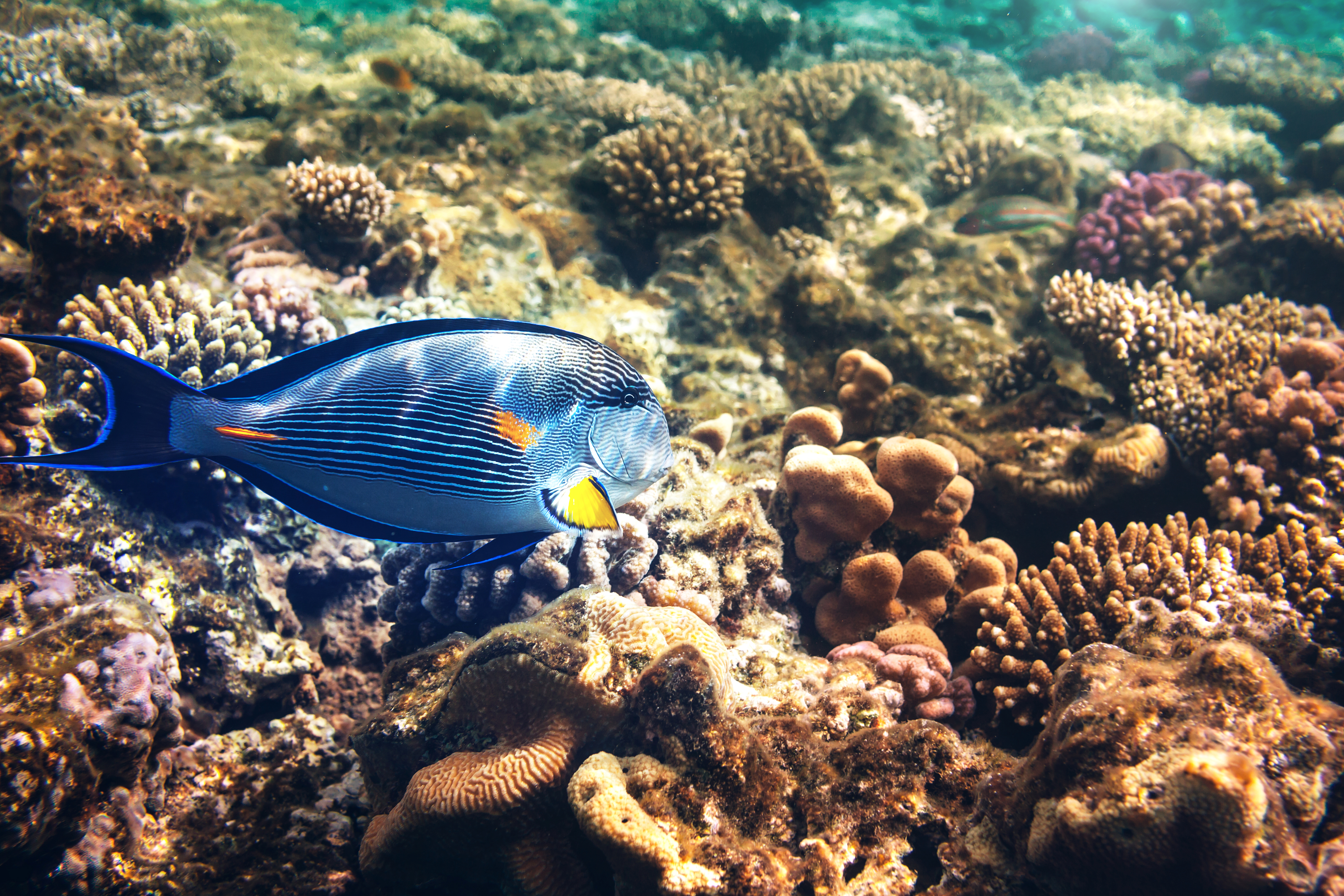 Laden Sie das Tiere, Fische, Koralle, Fisch, Unterwasser, Seeleben-Bild kostenlos auf Ihren PC-Desktop herunter