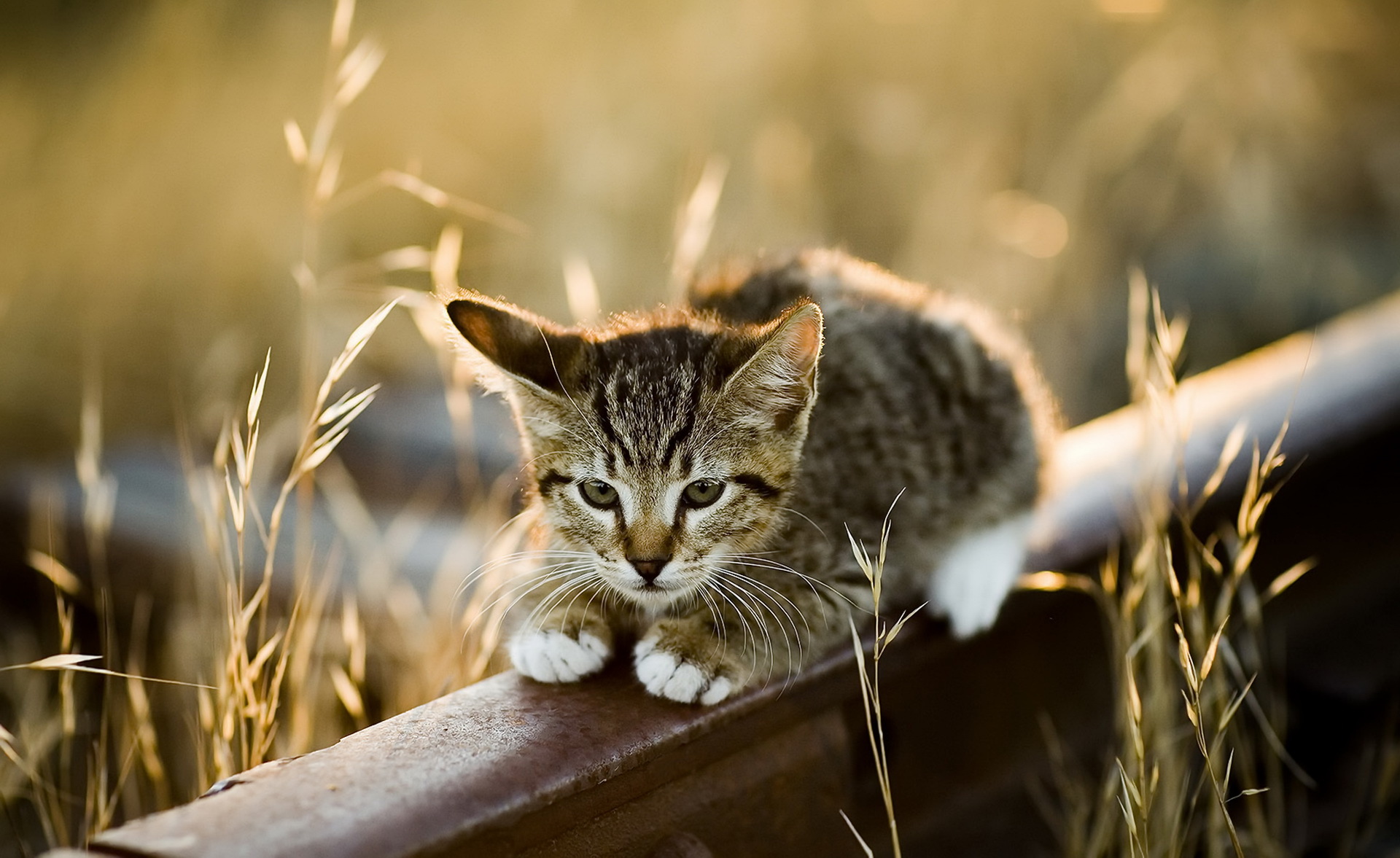 Téléchargez gratuitement l'image Animaux, Chats, Chat, Chaton sur le bureau de votre PC