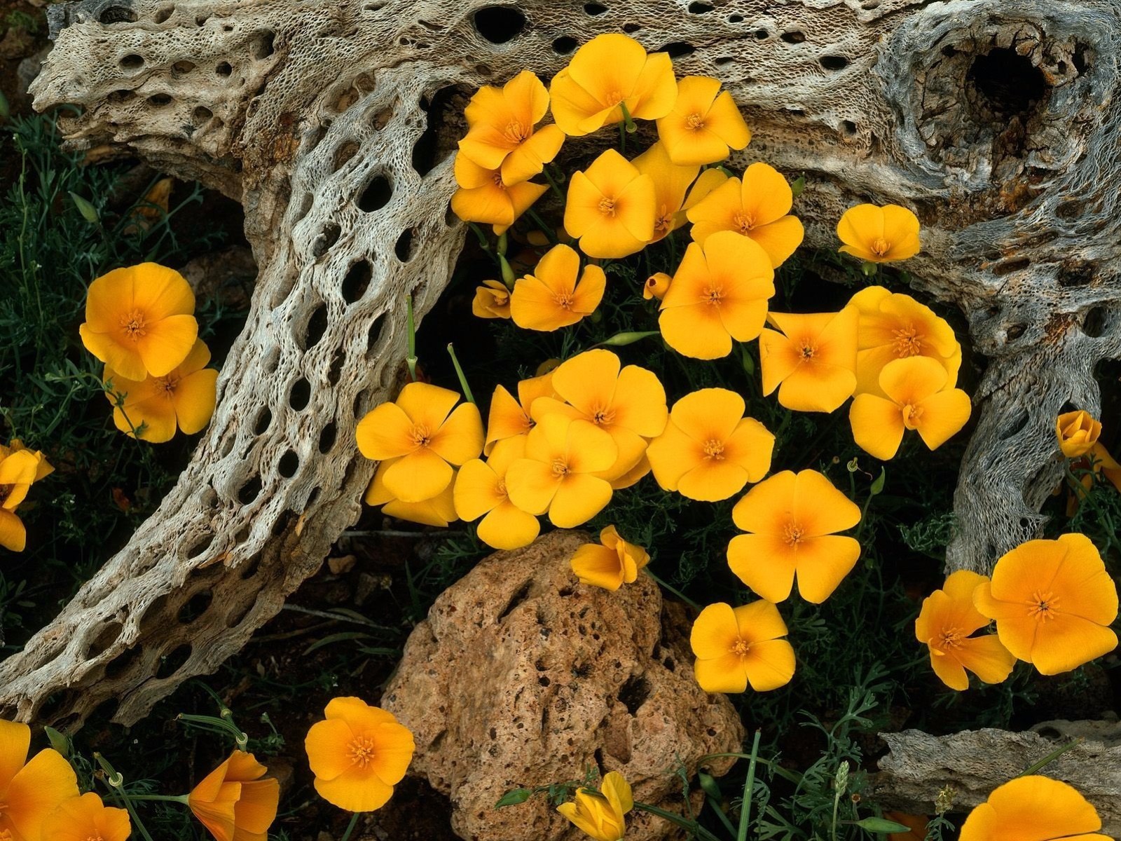 Descarga gratuita de fondo de pantalla para móvil de Flores, Flor, Árbol, Flor Amarilla, Tierra/naturaleza.