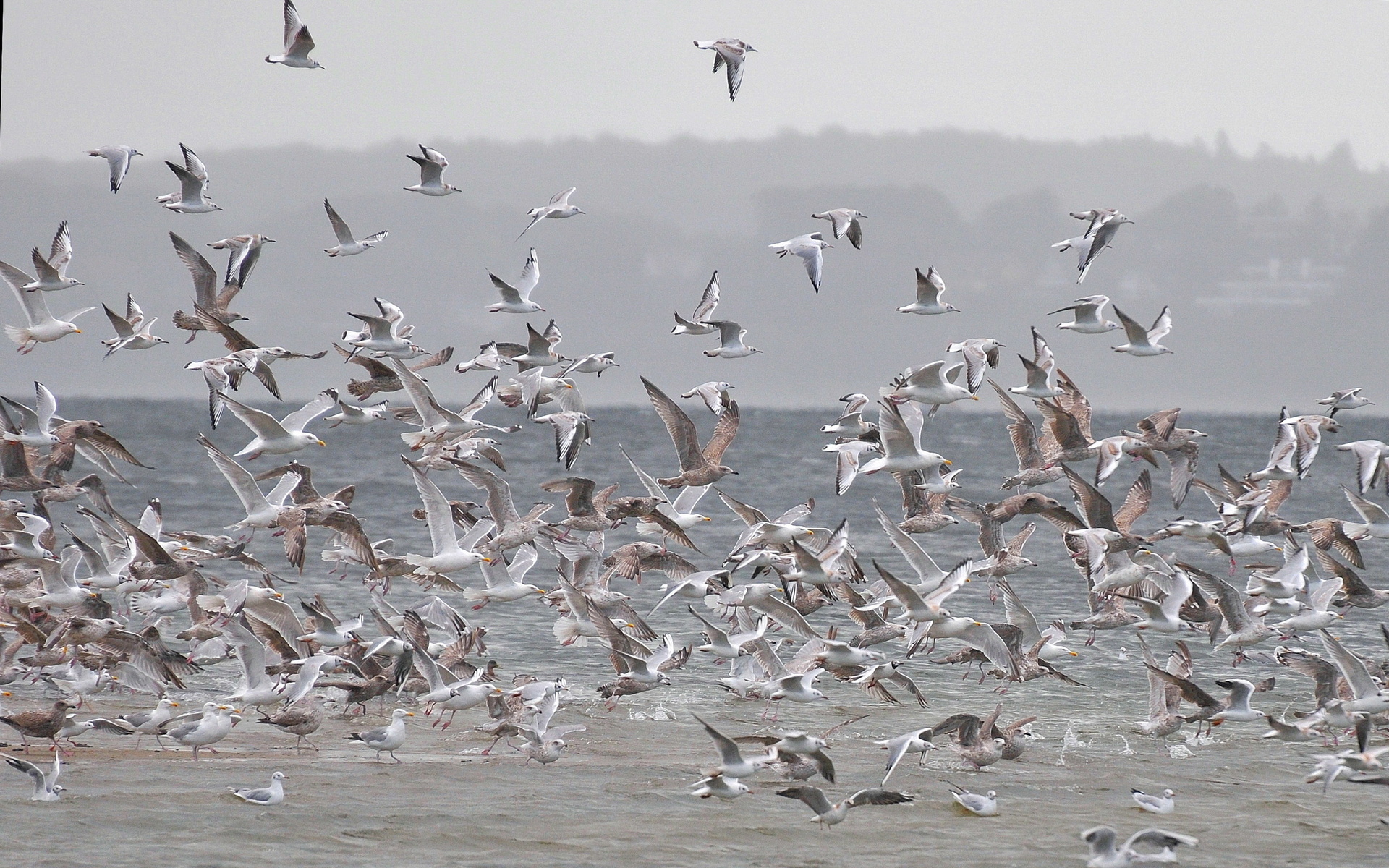 Téléchargez des papiers peints mobile Oiseau, Des Oiseaux, Animaux gratuitement.