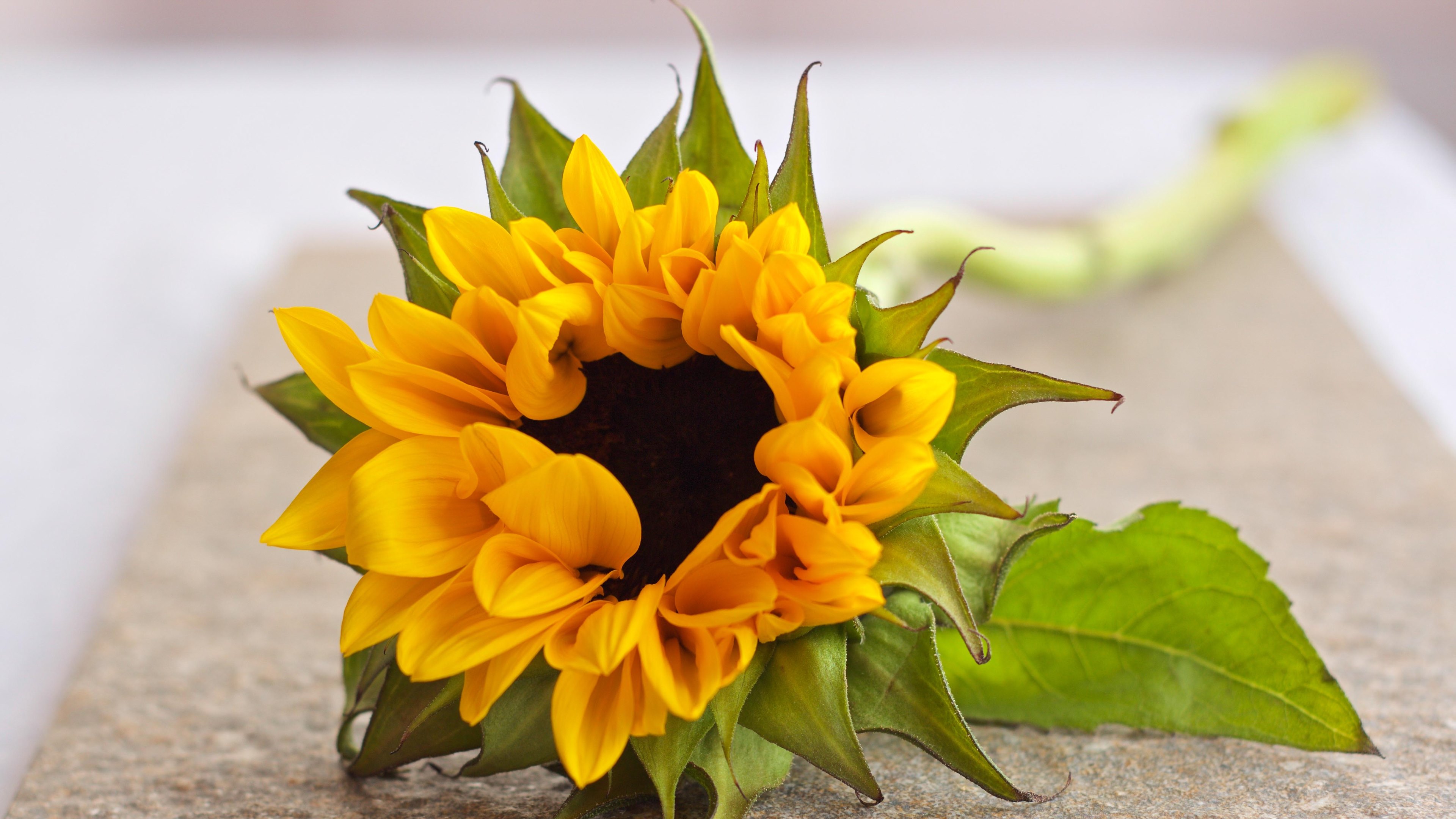 Laden Sie das Blumen, Blume, Nahansicht, Sonnenblume, Erde/natur-Bild kostenlos auf Ihren PC-Desktop herunter