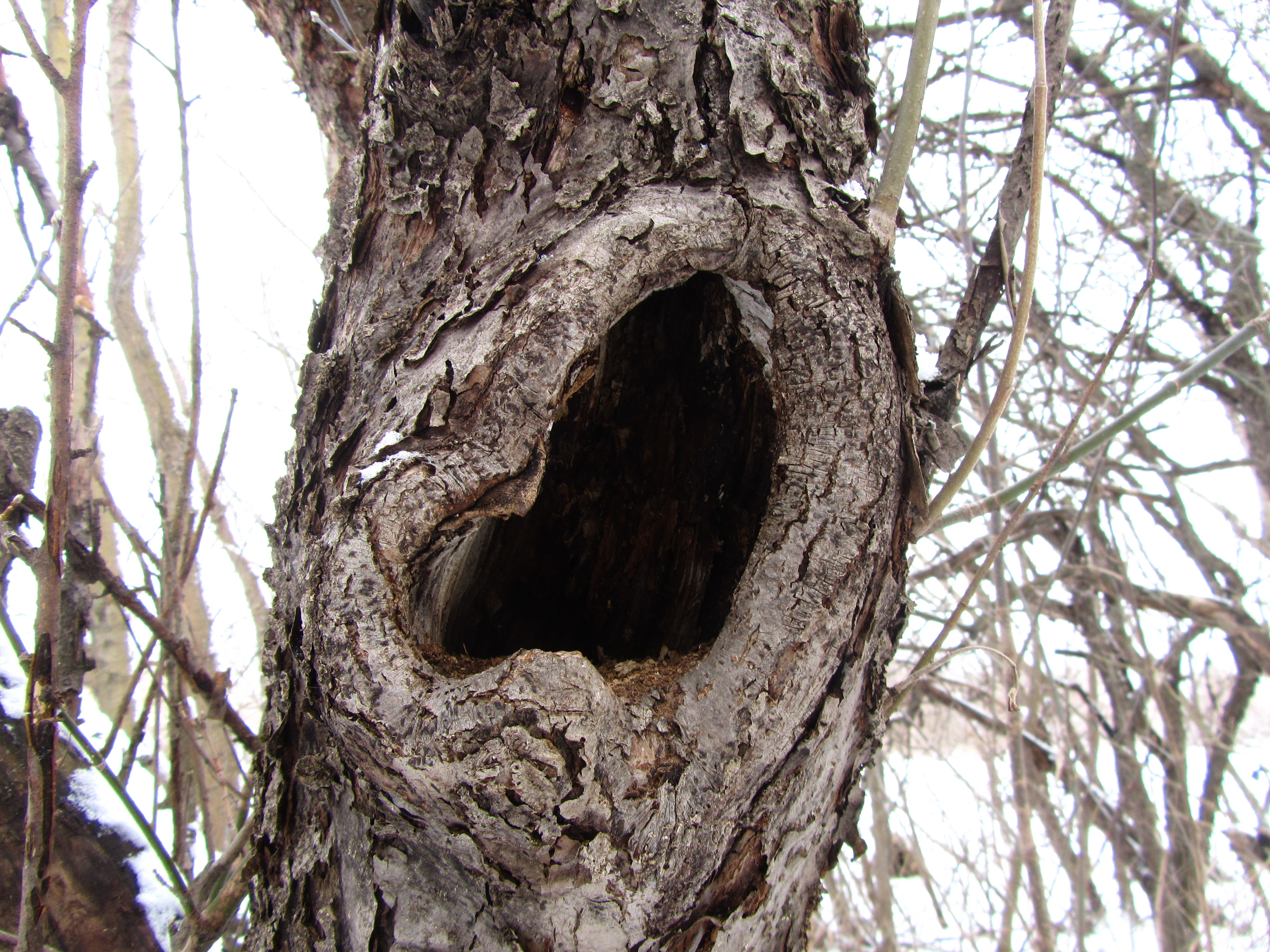 Laden Sie das Baum, Erde/natur-Bild kostenlos auf Ihren PC-Desktop herunter