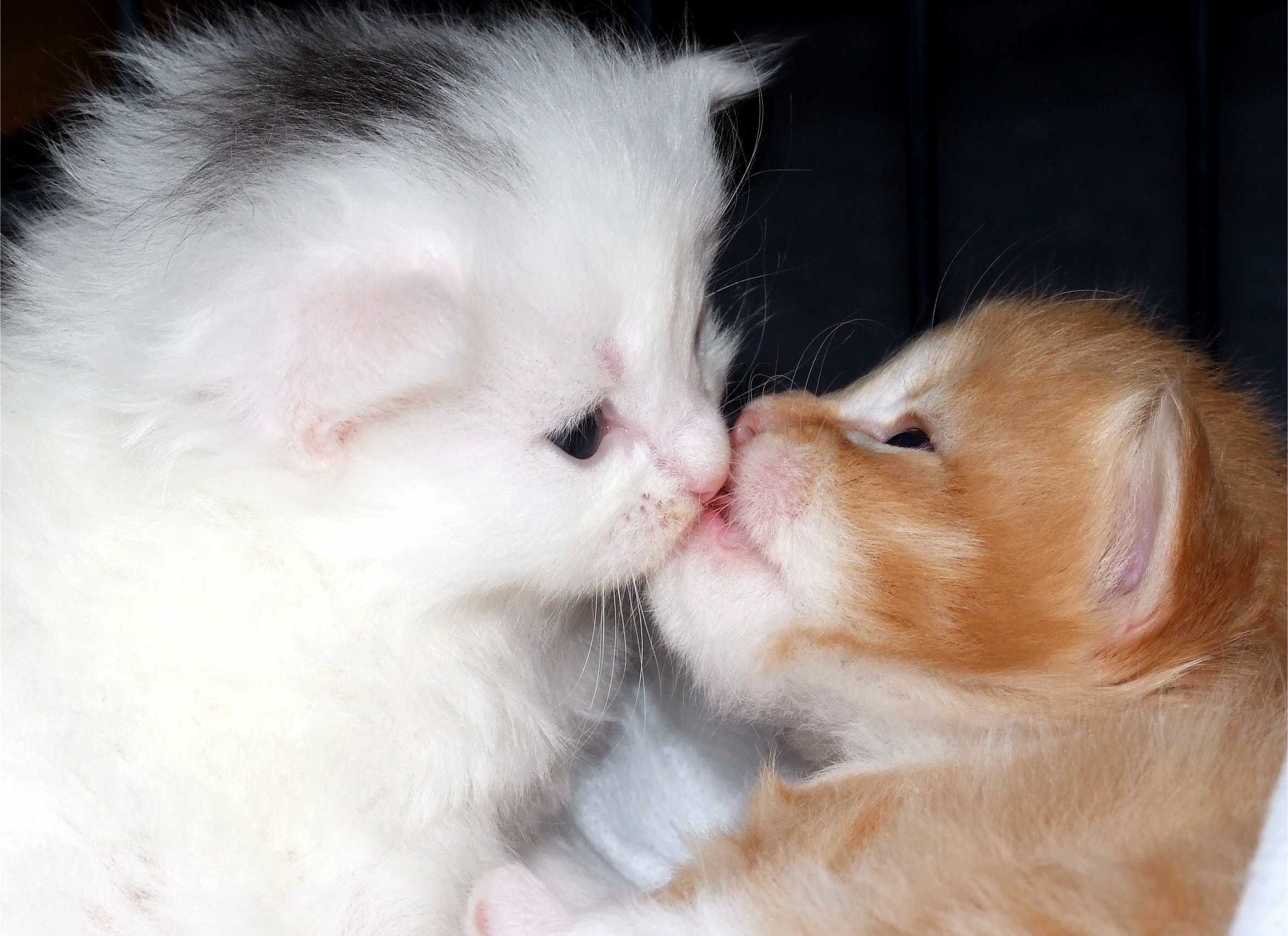 Baixar papel de parede para celular de Animais, Gatos, Gato gratuito.