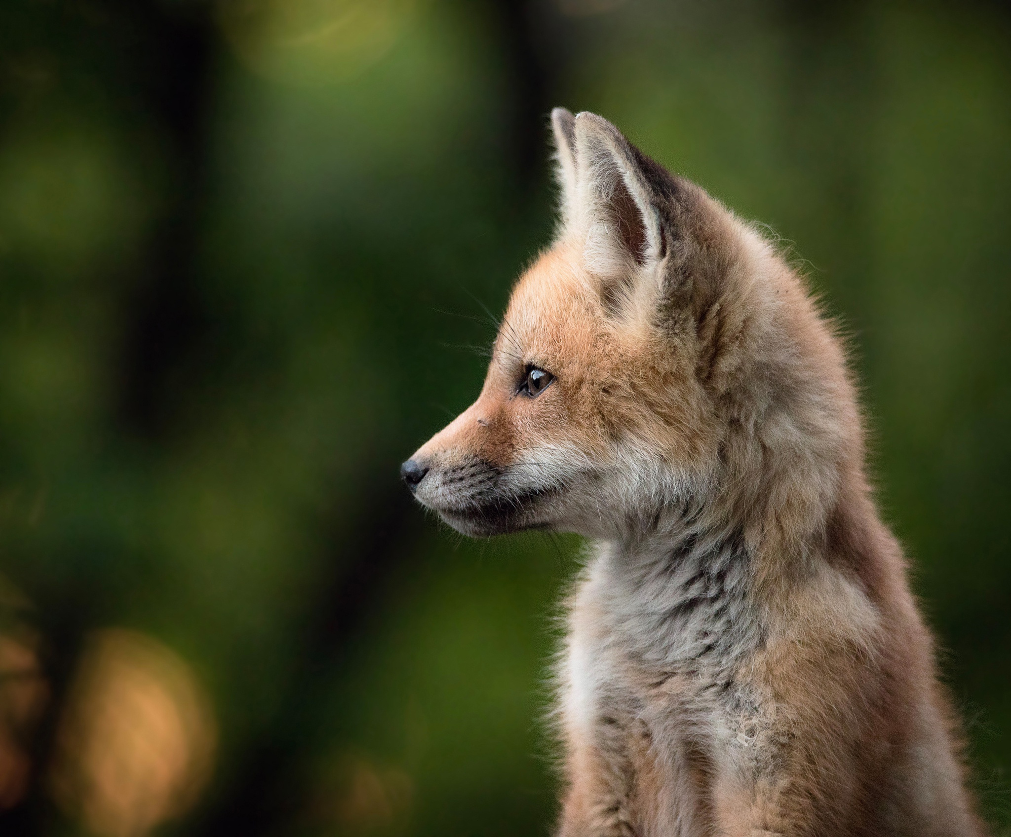 Handy-Wallpaper Tiere, Fuchs, Tierbaby, Jungtier kostenlos herunterladen.