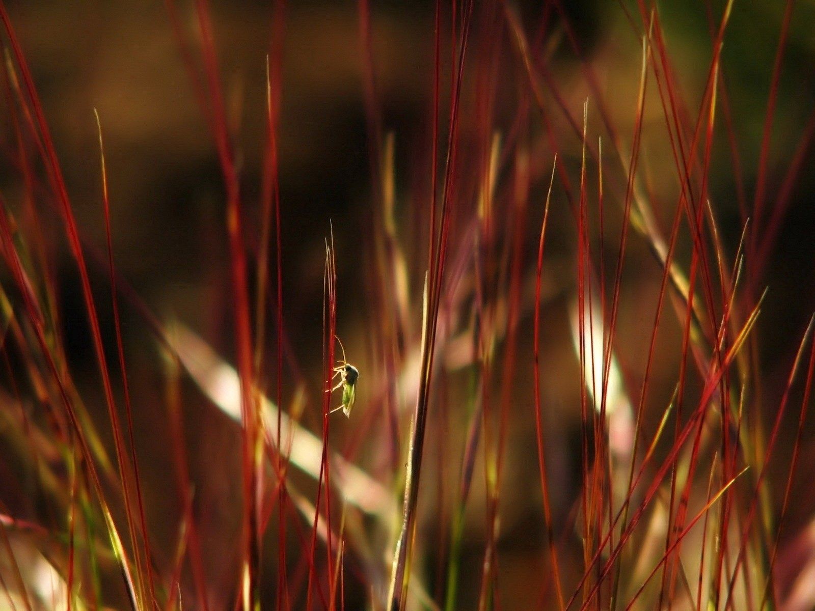 Free download wallpaper Grass, Macro, Color, Insects, Dark on your PC desktop