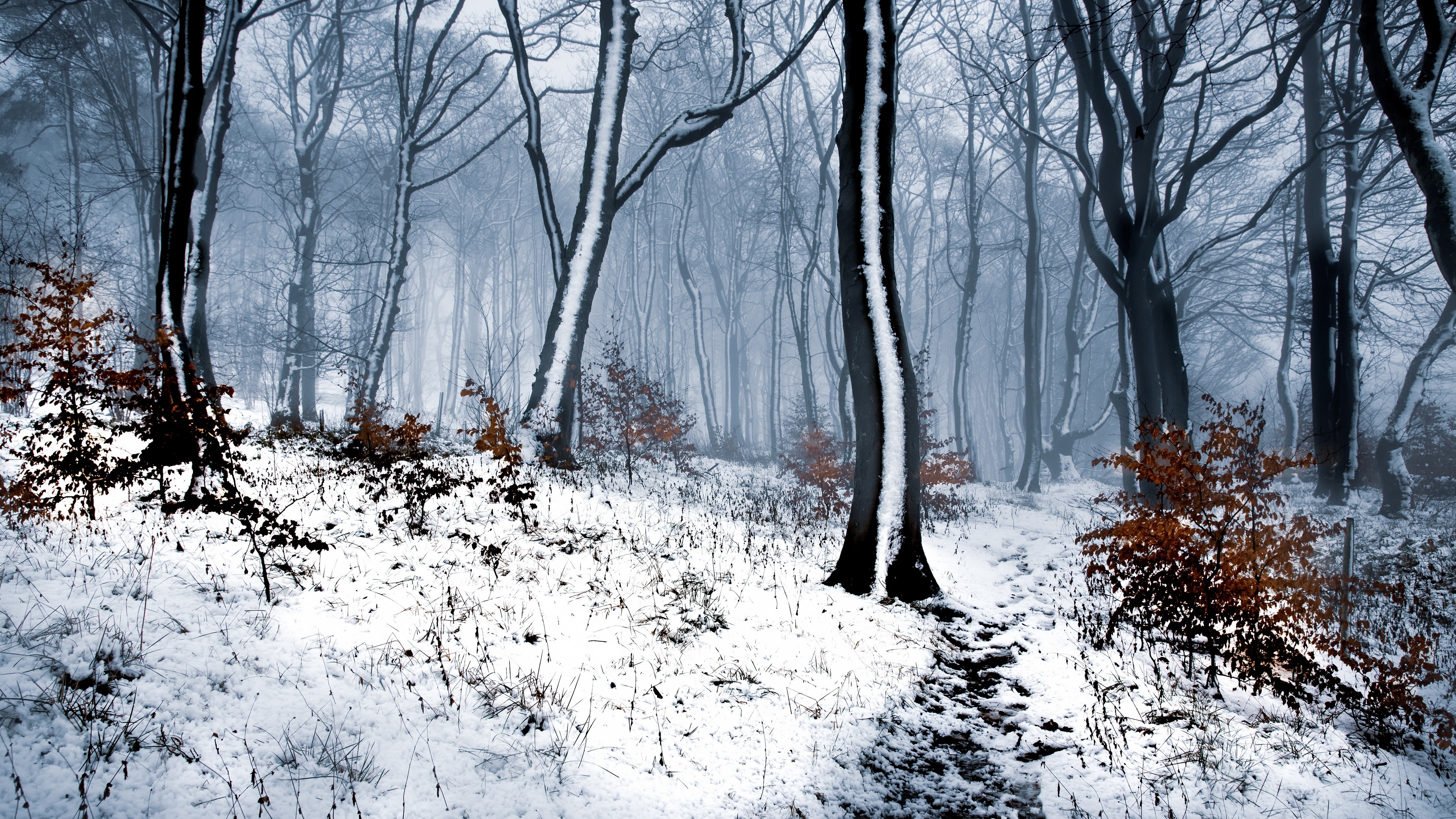 Download mobile wallpaper Winter, Nature, Forest, Earth for free.