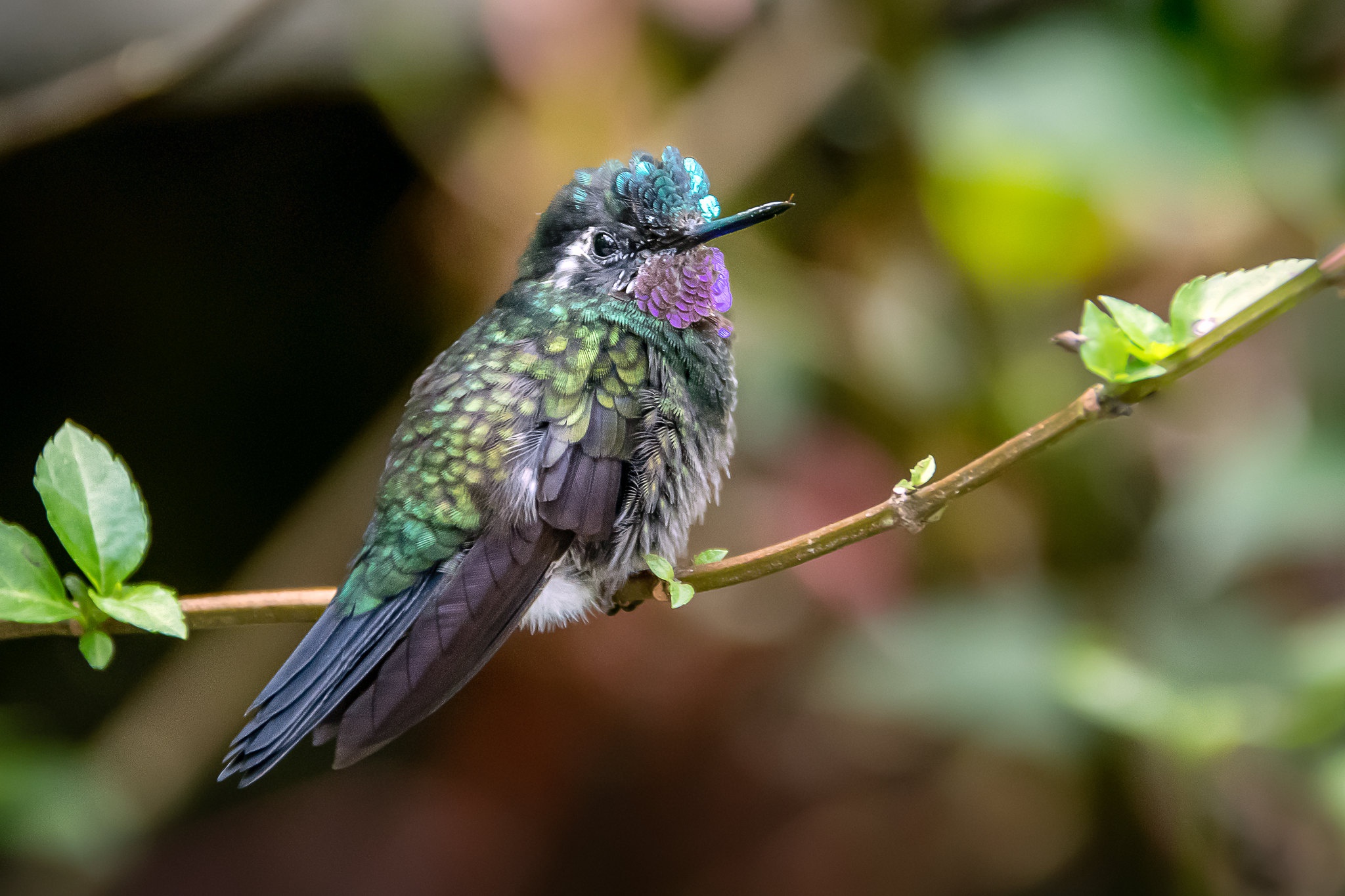 Free download wallpaper Birds, Bird, Animal, Hummingbird on your PC desktop