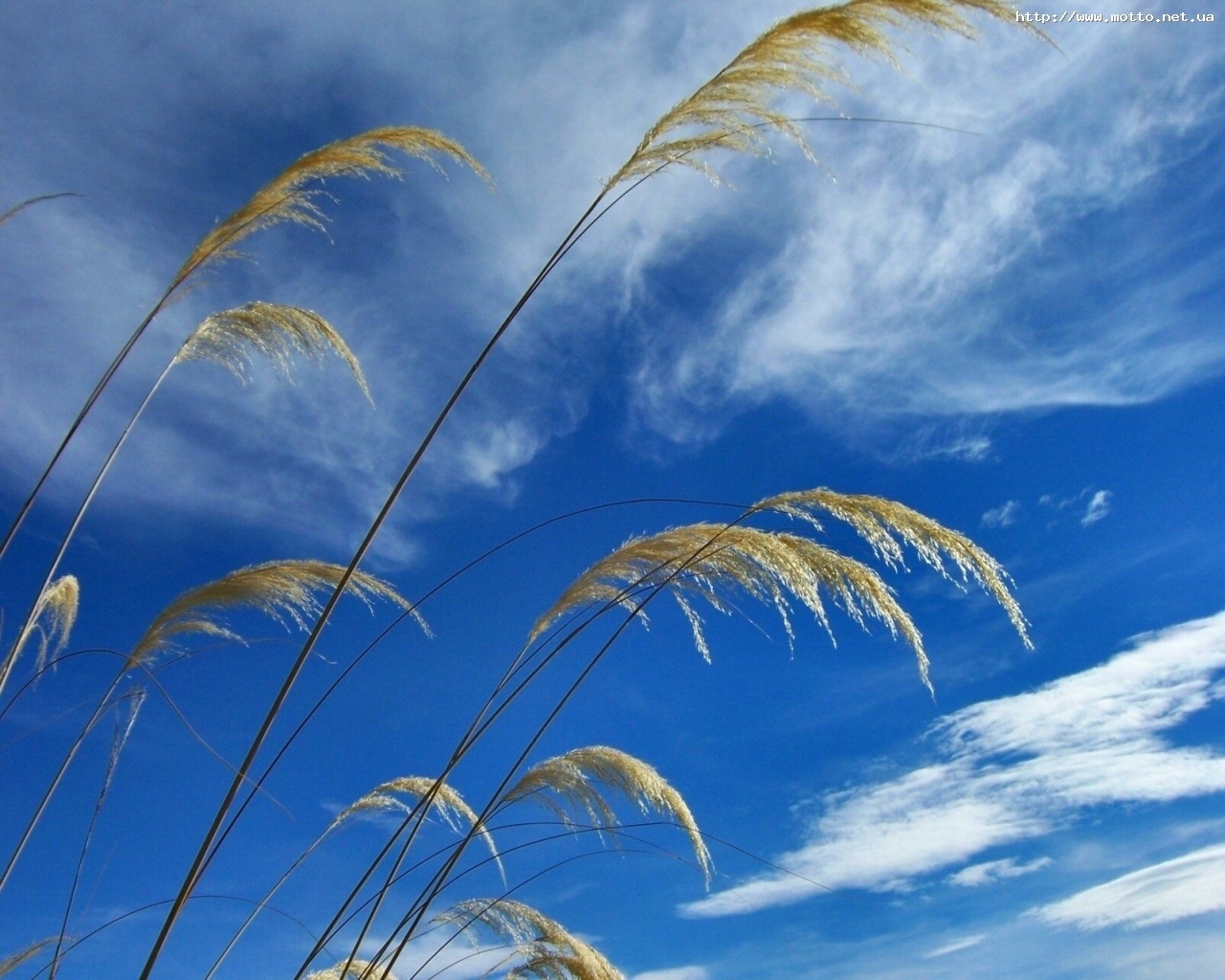 Download mobile wallpaper Grass, Sky, Plants for free.