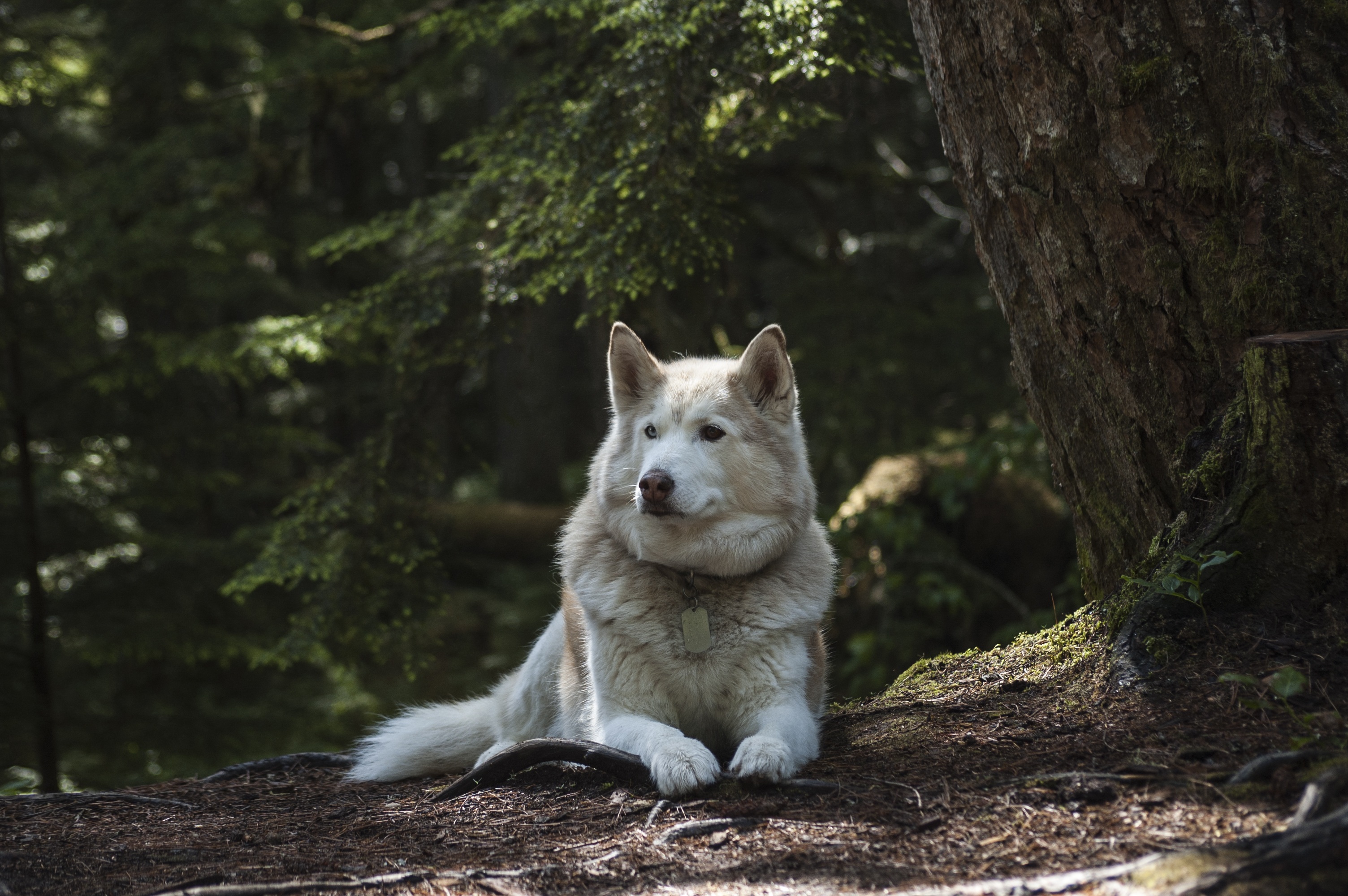 Laden Sie das Tiere, Hunde, Hund, Hinlegen-Bild kostenlos auf Ihren PC-Desktop herunter