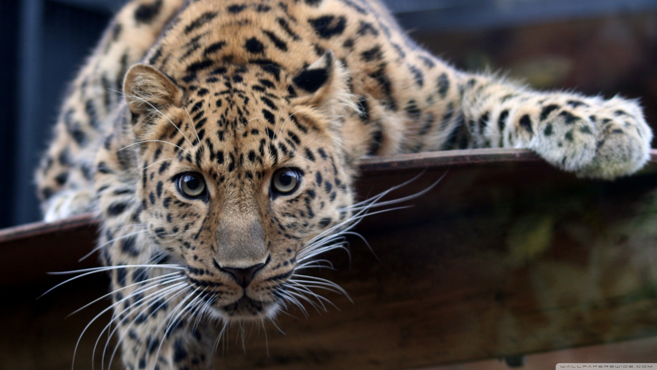 Free download wallpaper Leopard, Animal on your PC desktop