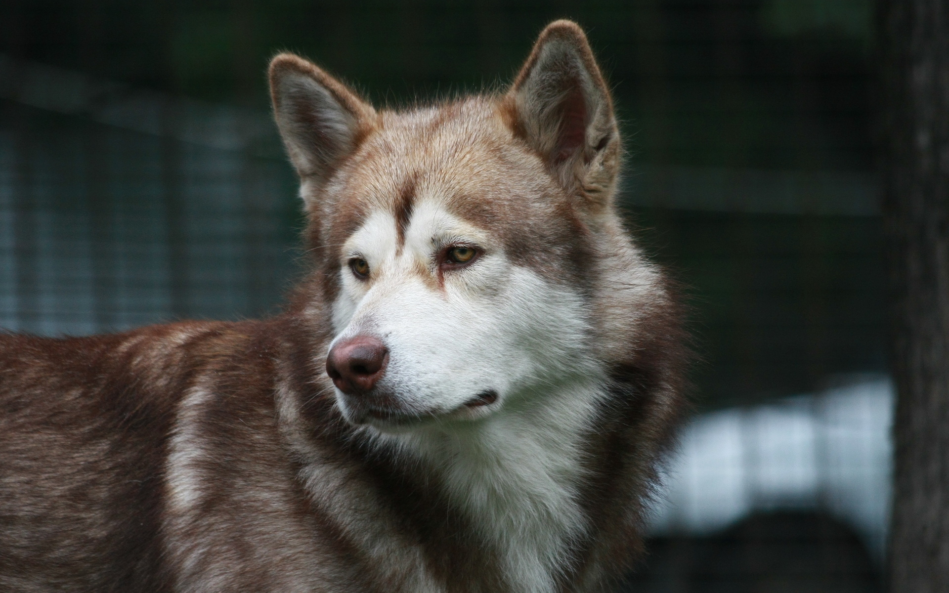 無料モバイル壁紙動物, 犬をダウンロードします。