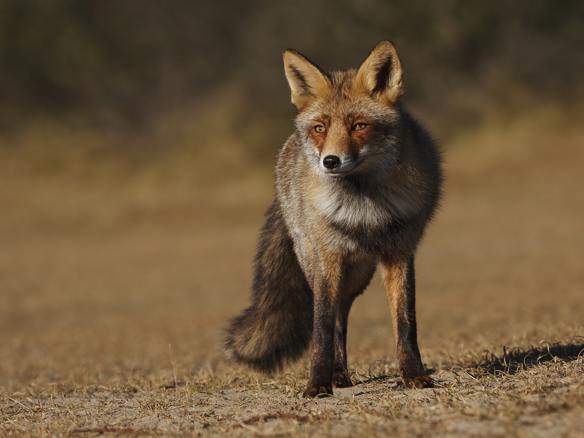無料モバイル壁紙動物, 狐, 見詰めるをダウンロードします。