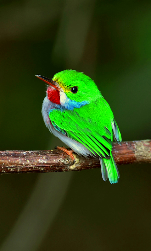 Handy-Wallpaper Tiere, Vögel, Vogel, Kolibri, Kubanischer Tody kostenlos herunterladen.