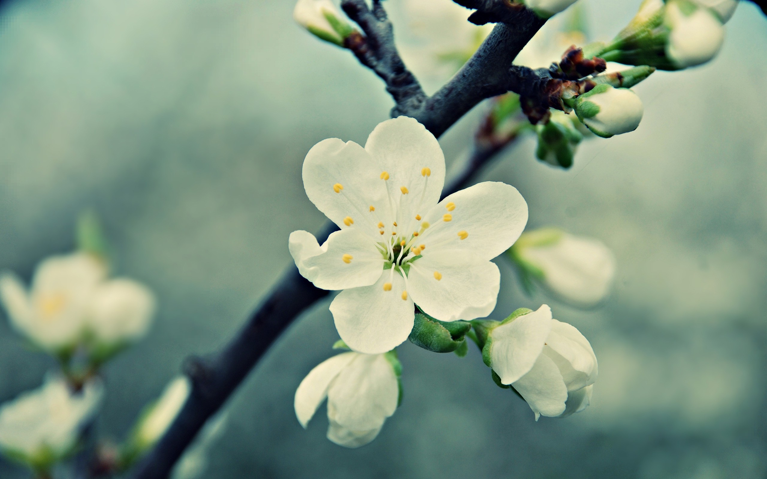 Download mobile wallpaper Blossom, Flowers, Earth for free.