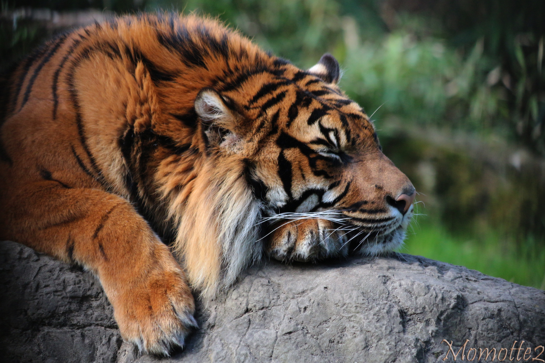 Baixe gratuitamente a imagem Animais, Gatos, Tigre na área de trabalho do seu PC