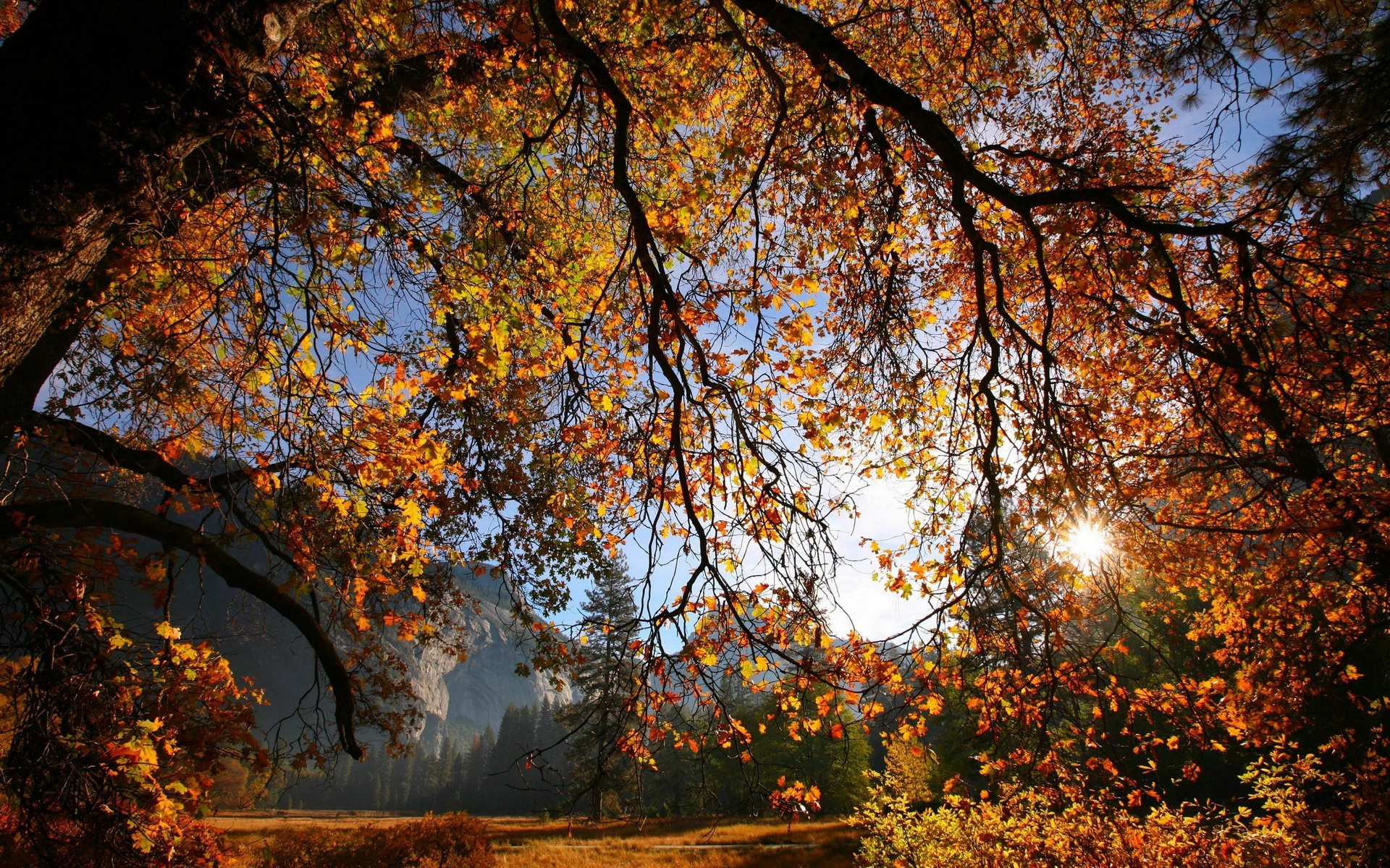 Handy-Wallpaper Baum, Erde/natur kostenlos herunterladen.