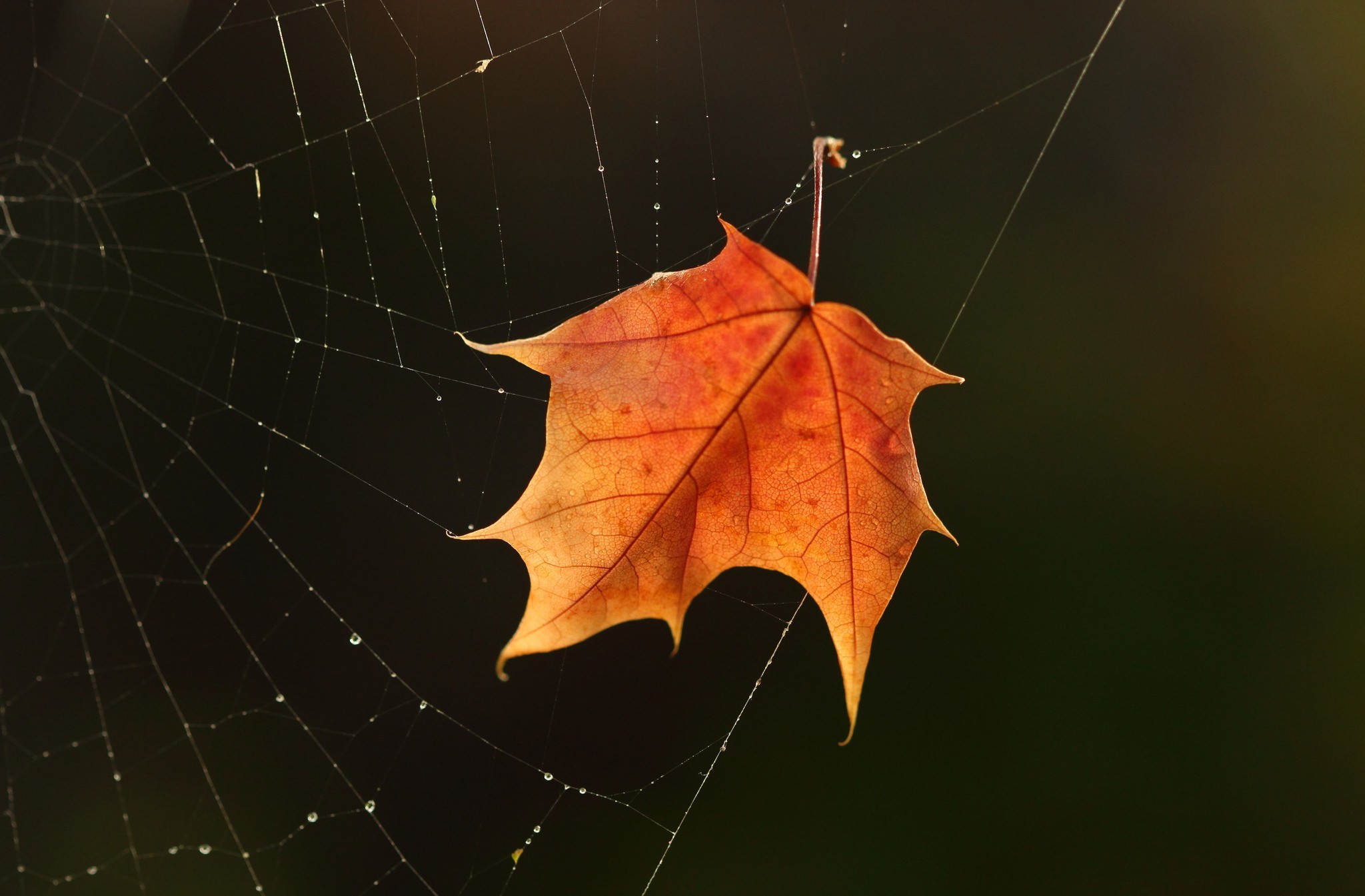 Download mobile wallpaper Leaf, Fall, Earth, Dew, Spider Web for free.