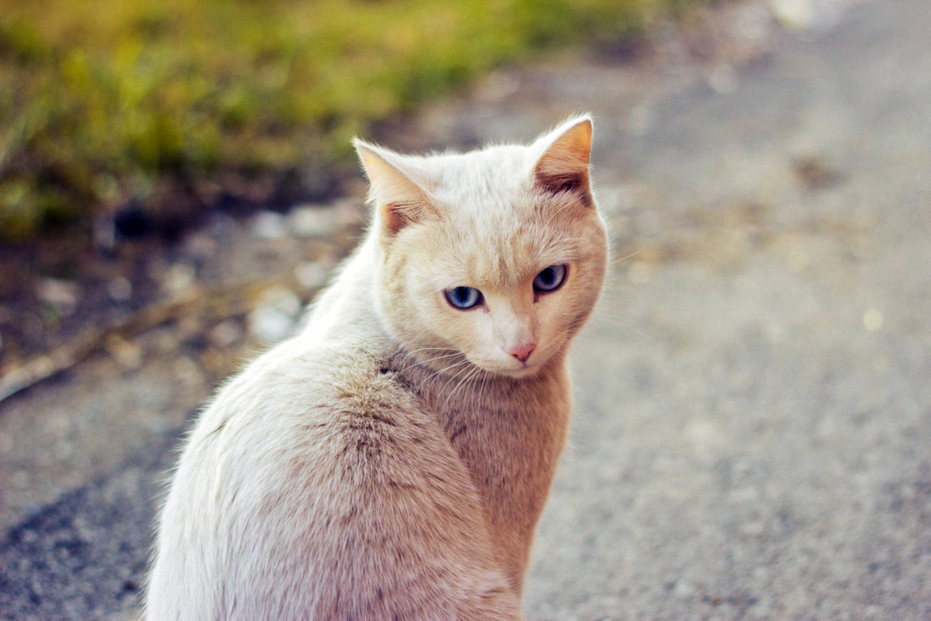 Descarga gratis la imagen Gato, Gatos, Animales en el escritorio de tu PC