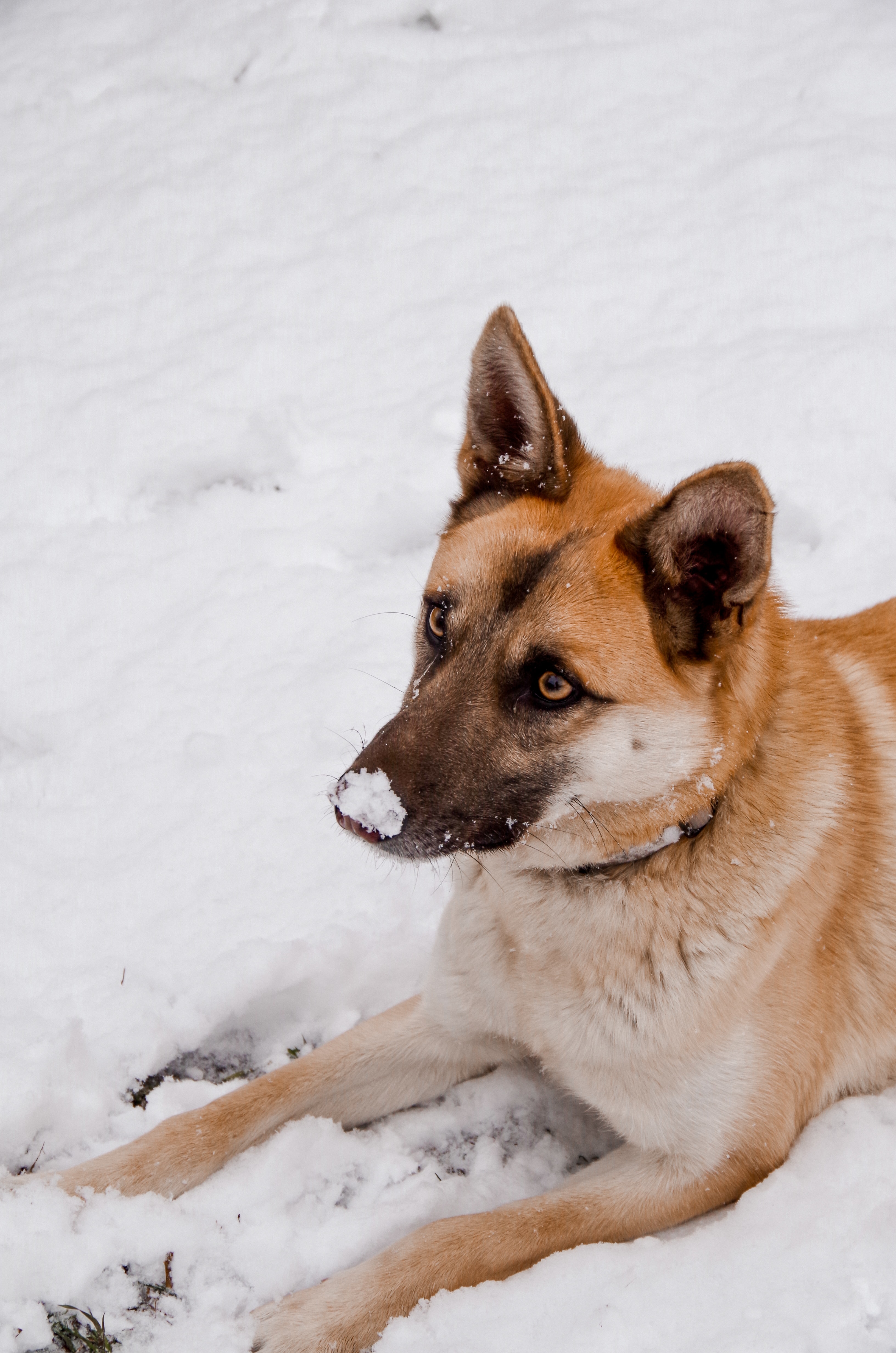 Handy-Wallpaper Schnee, Hund, Nett, Schatz, Tiere, Tier kostenlos herunterladen.