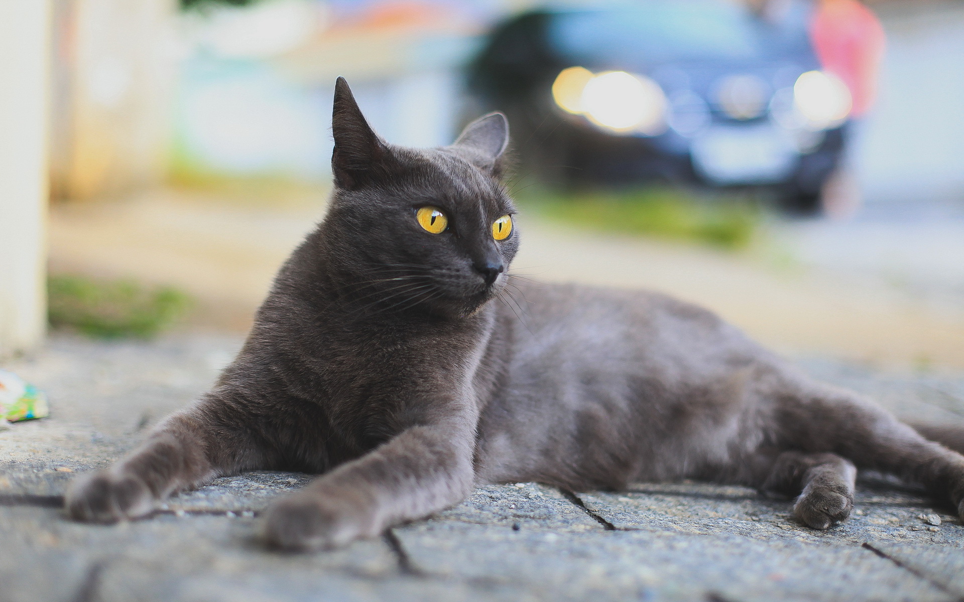 無料モバイル壁紙動物, ネコ, 猫をダウンロードします。