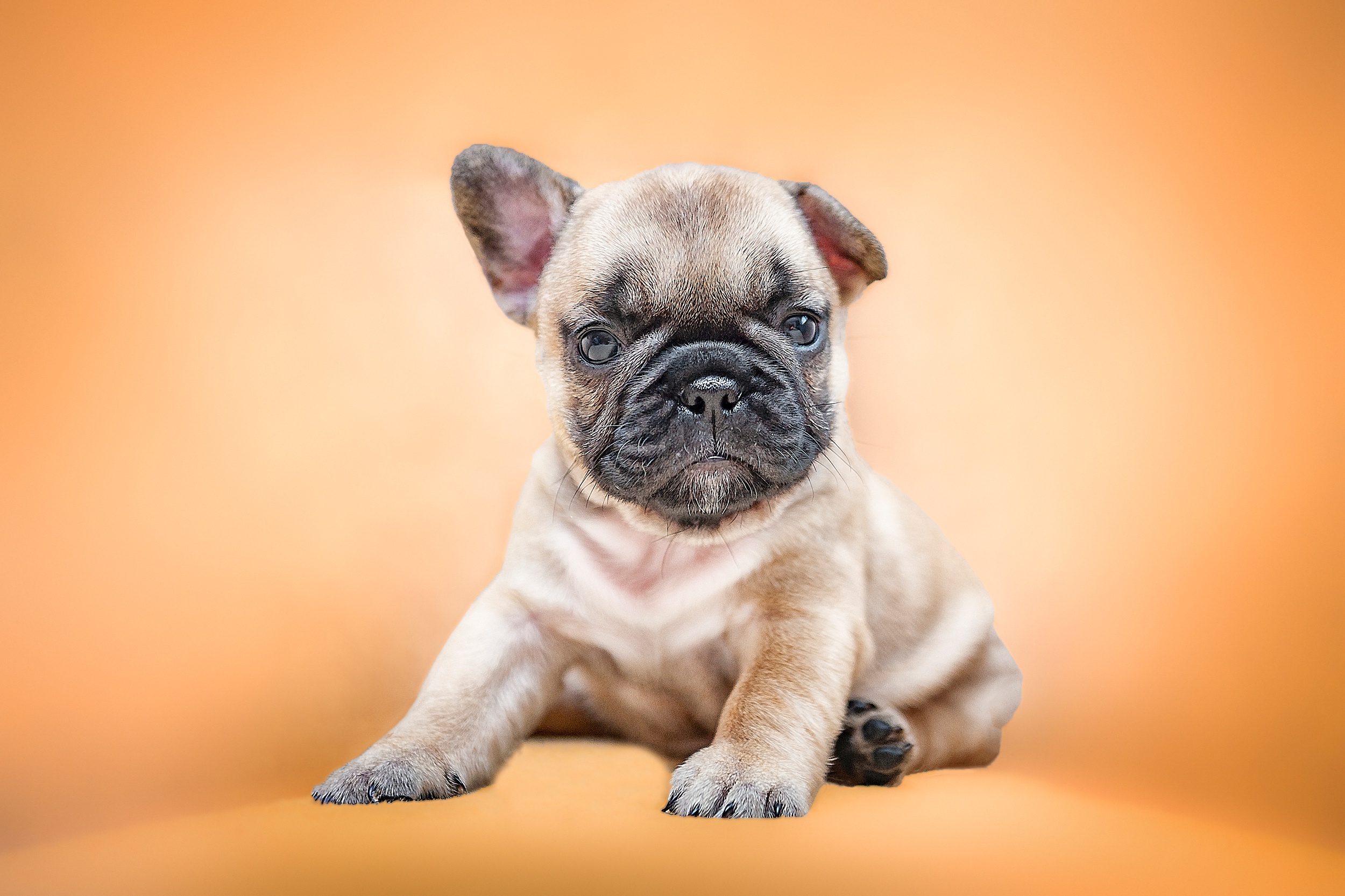 Free download wallpaper Dogs, Dog, Animal, Puppy, Pug, Baby Animal on your PC desktop