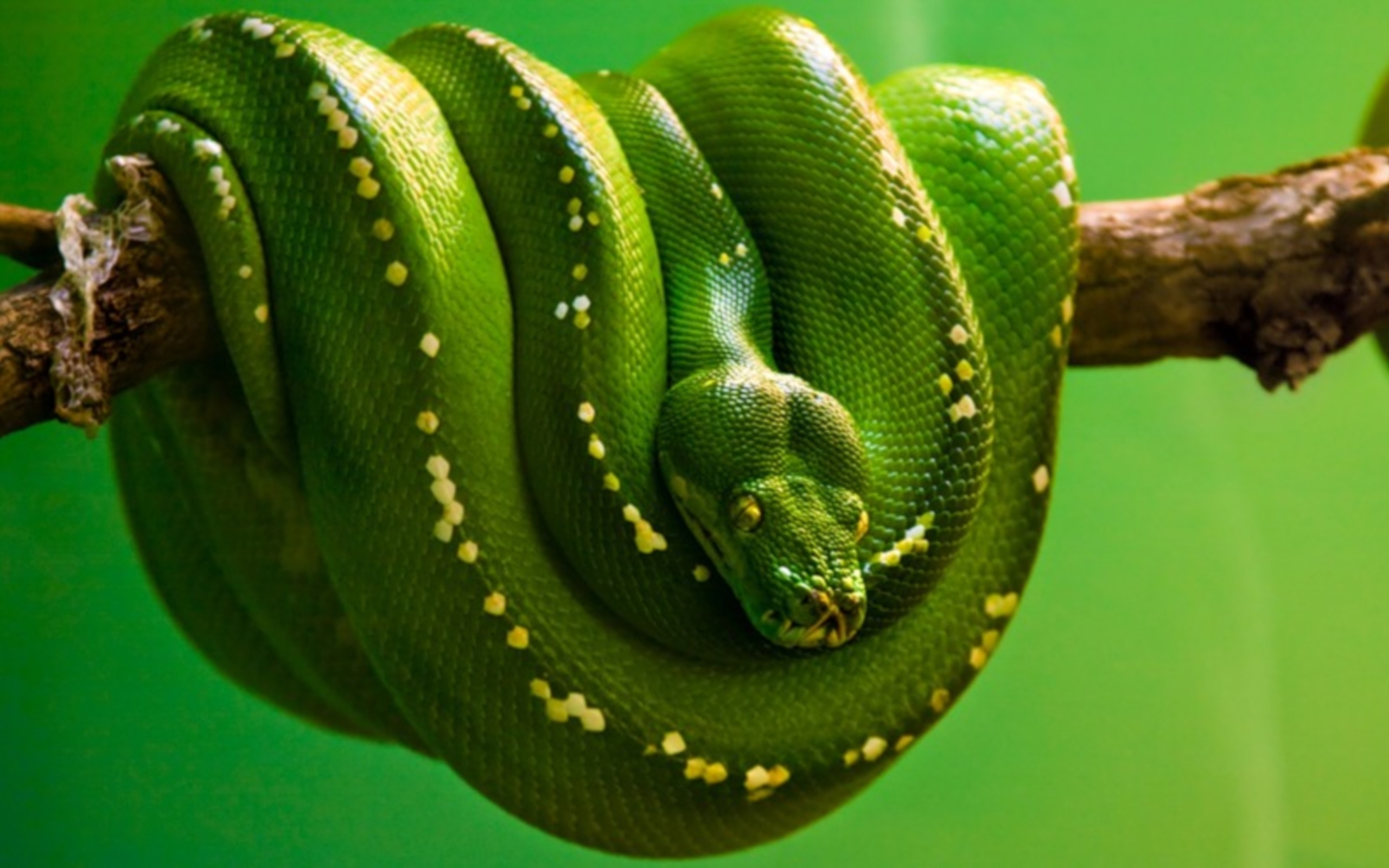 285362 descargar fondo de pantalla animales, pitón, serpiente, reptiles: protectores de pantalla e imágenes gratis