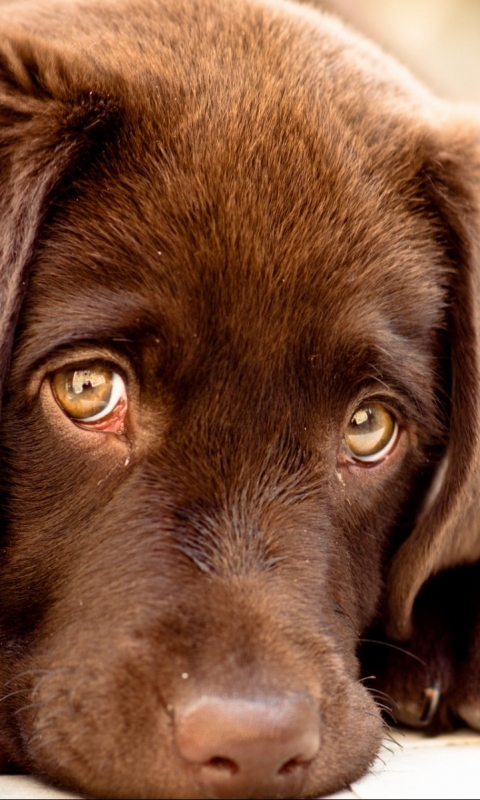 Handy-Wallpaper Tiere, Hunde, Hund, Nahansicht, Labrador Retriever kostenlos herunterladen.