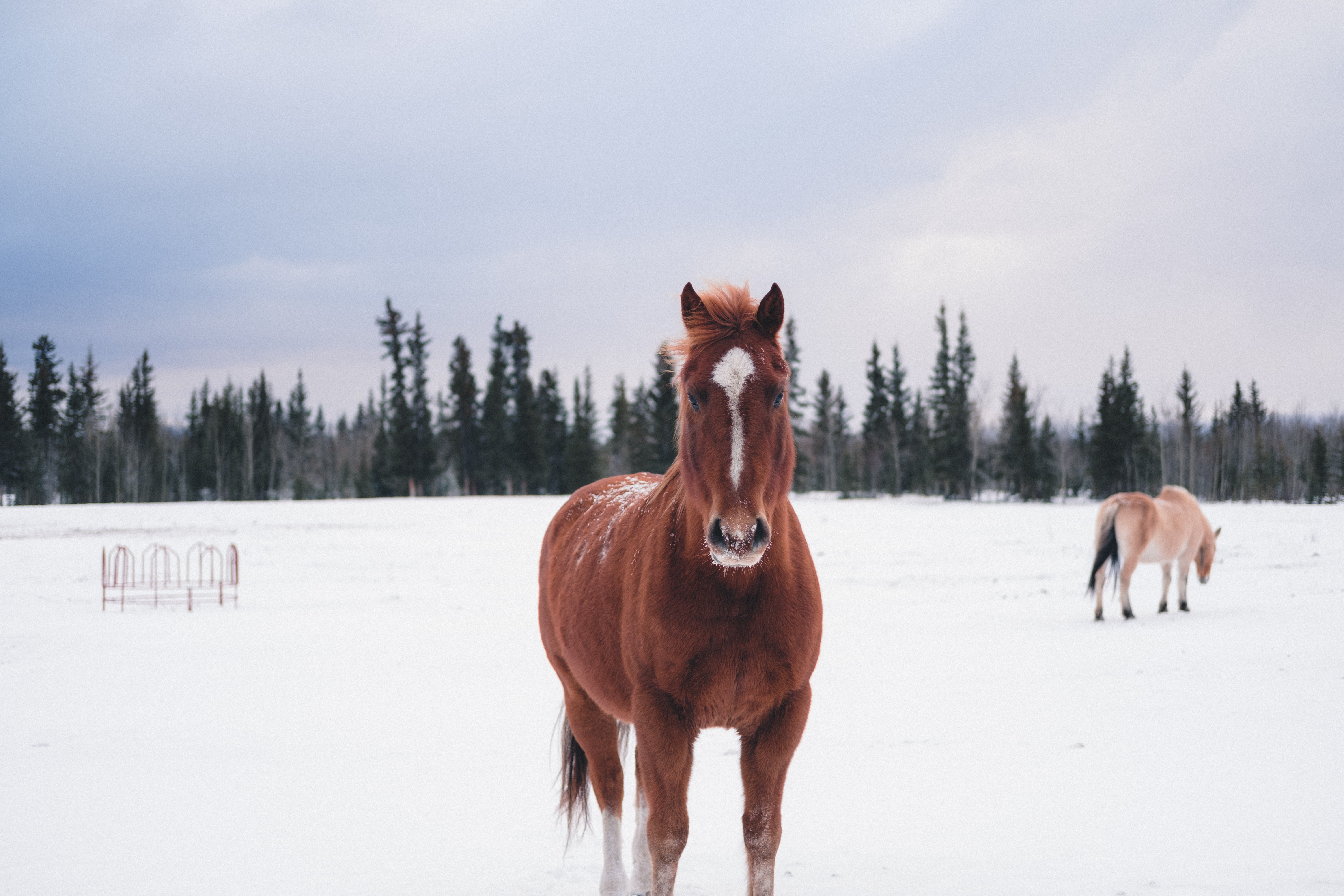 Скачать картинку Лошадь, Лес, Животные, Зима, Снег в телефон бесплатно.