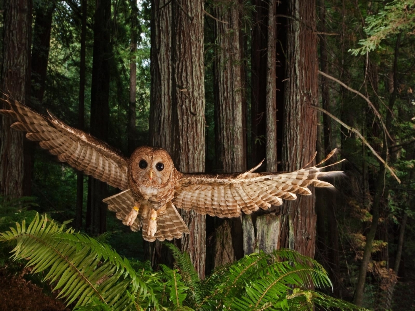 Free download wallpaper Animals, Owl on your PC desktop