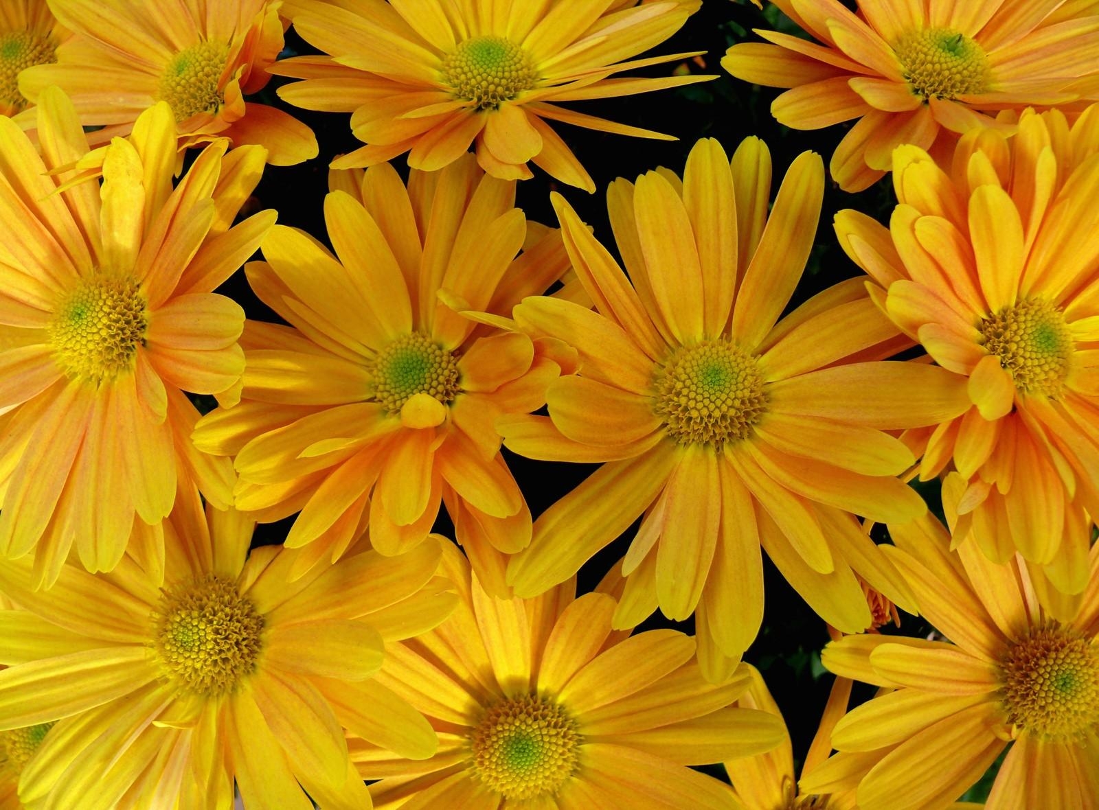 Laden Sie das Nahansicht, Blumen, Blütenblätter, Nahaufnahme-Bild kostenlos auf Ihren PC-Desktop herunter