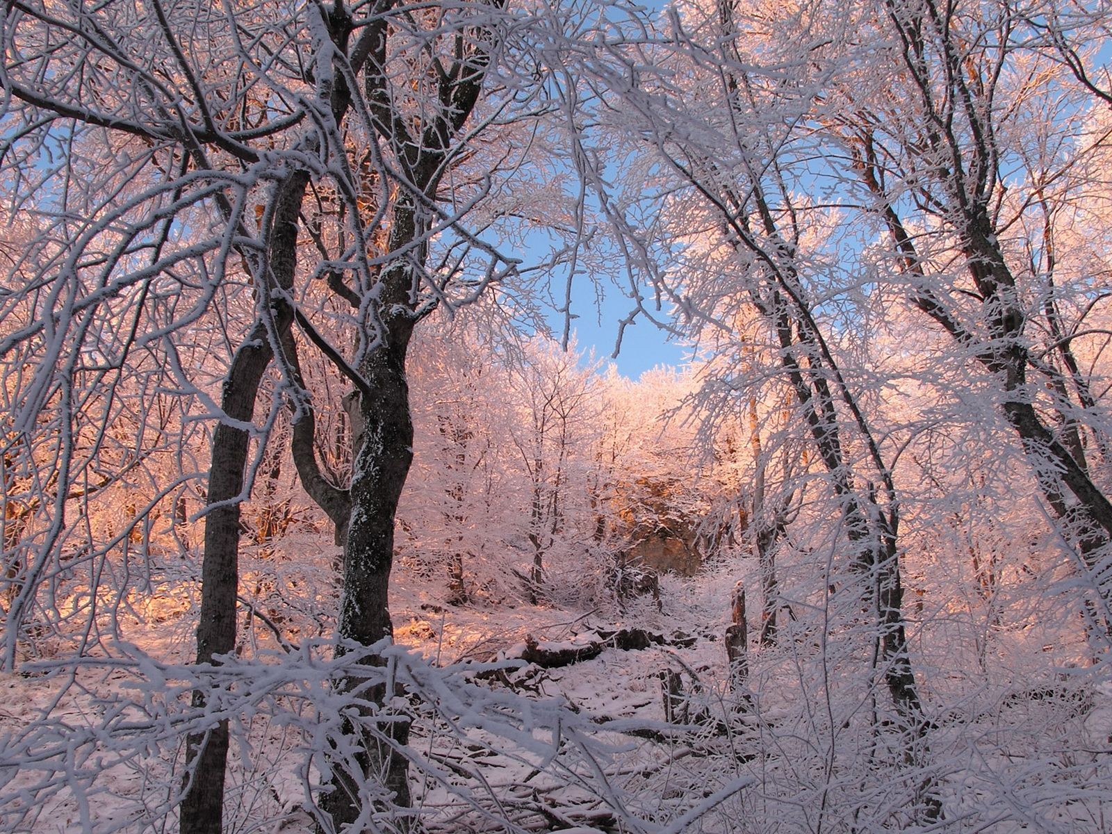 Handy-Wallpaper Winter, Schnee, Wald, Baum, Erde/natur kostenlos herunterladen.