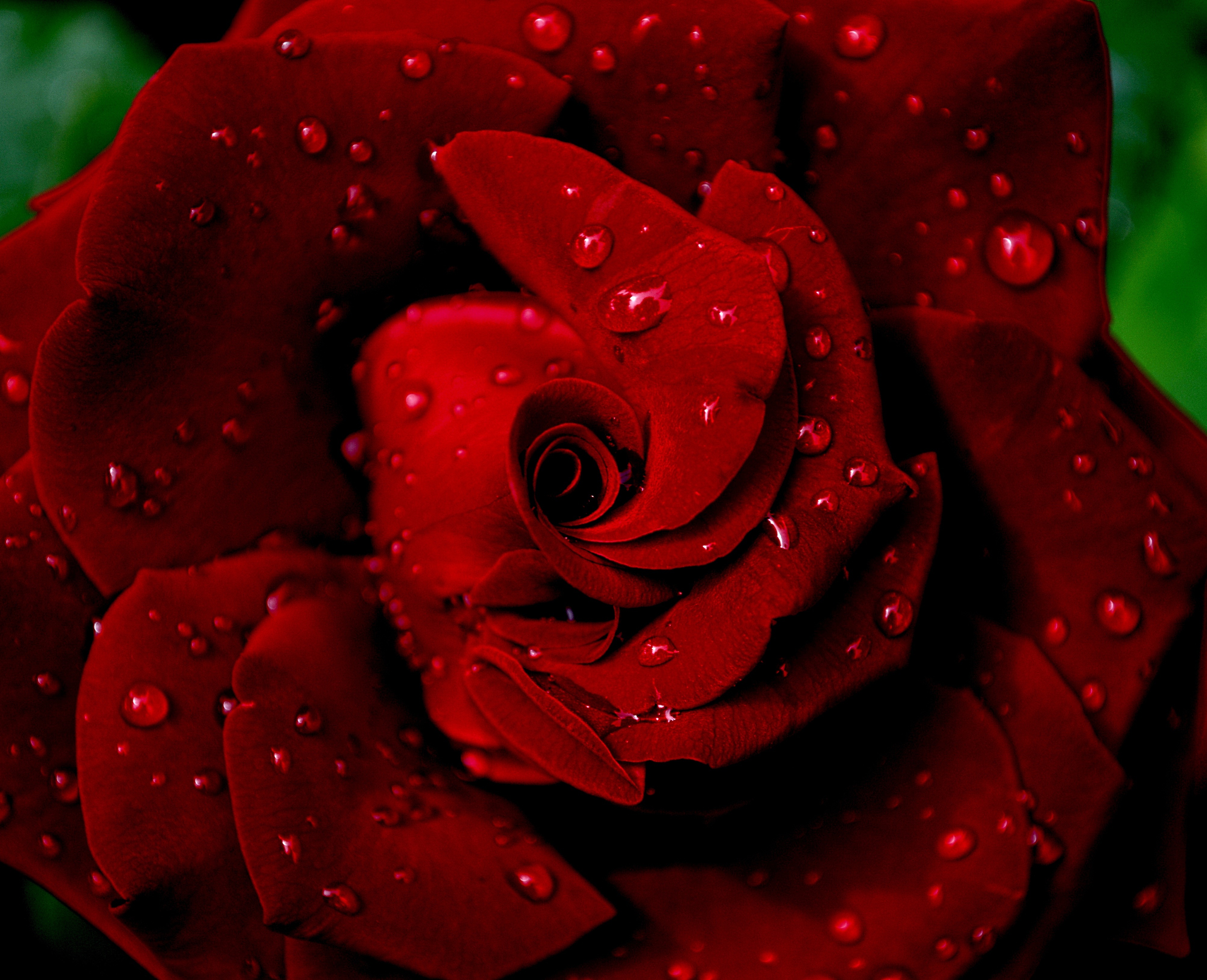 rose flower, red, flowers, drops, rose, petals, wet, dew