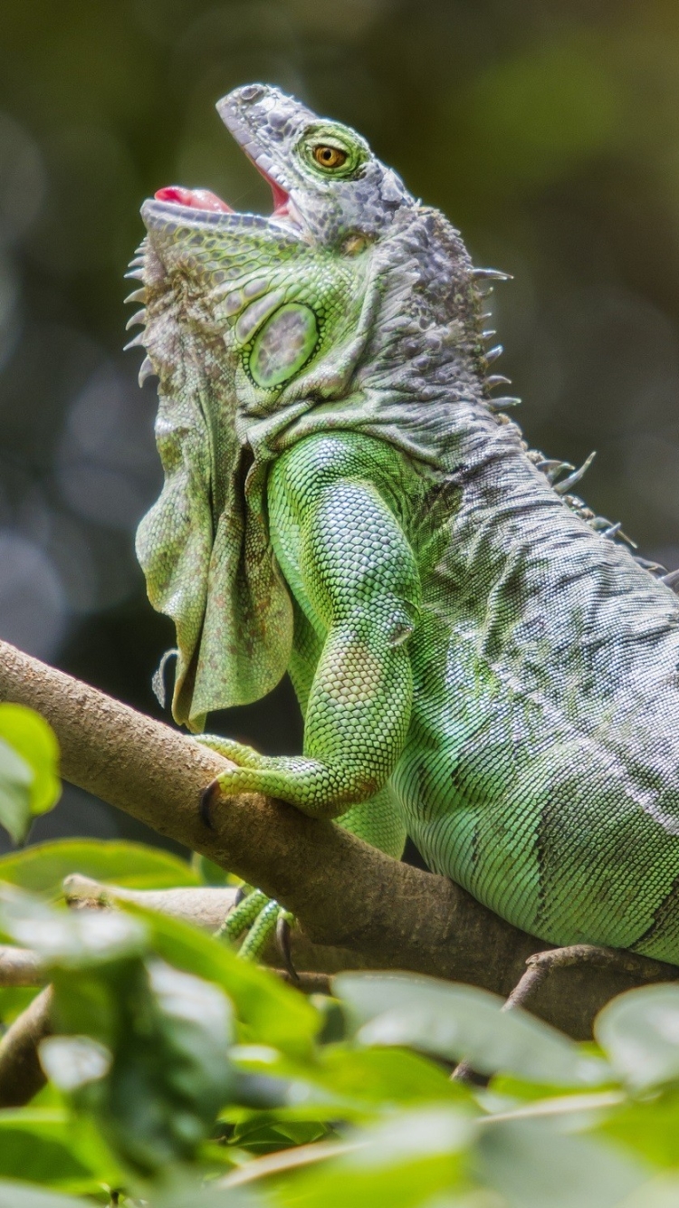 Descarga gratuita de fondo de pantalla para móvil de Animales, Reptil, Reptiles, Iguana, Selva.